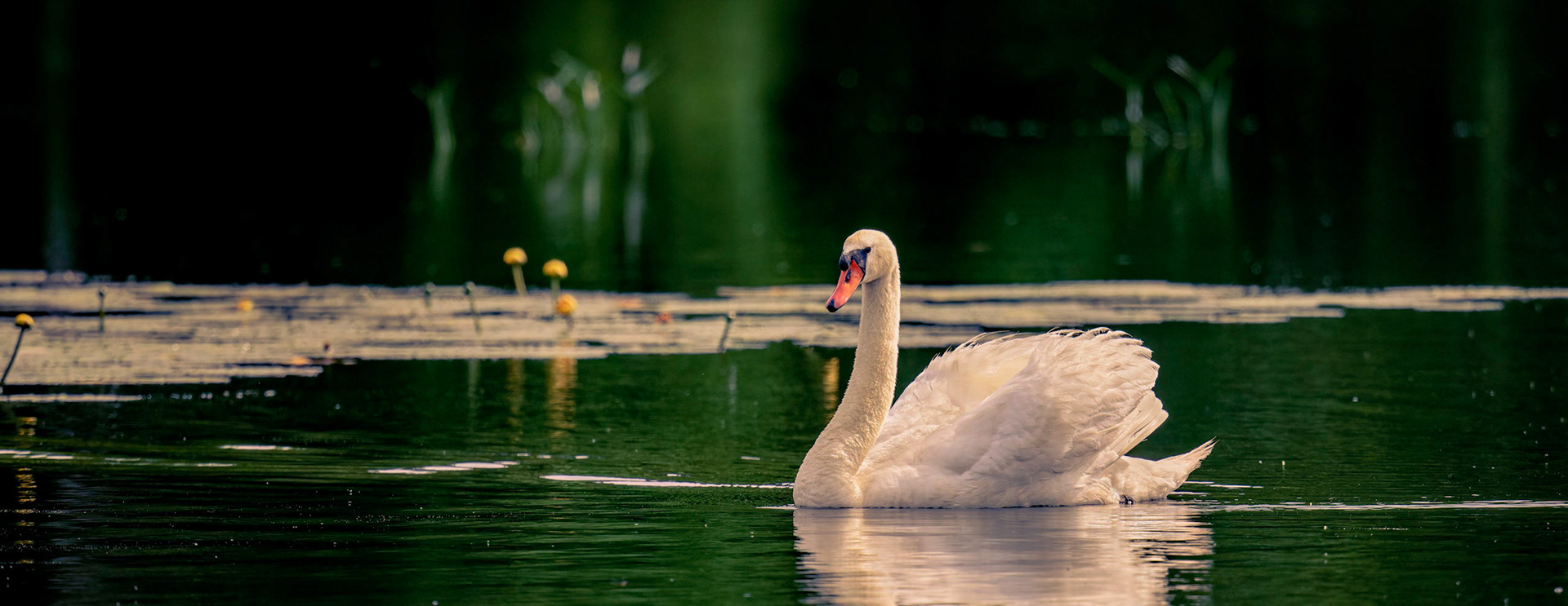 Muite Swan