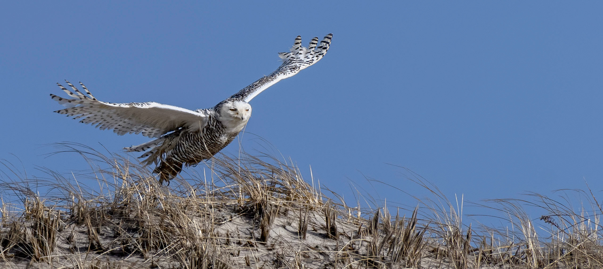 Snowy Owl