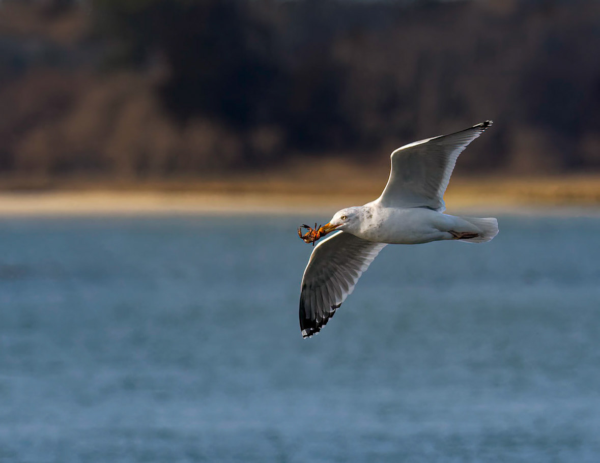 Gull