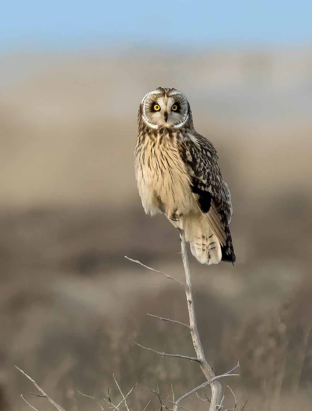 Short-eared Owl