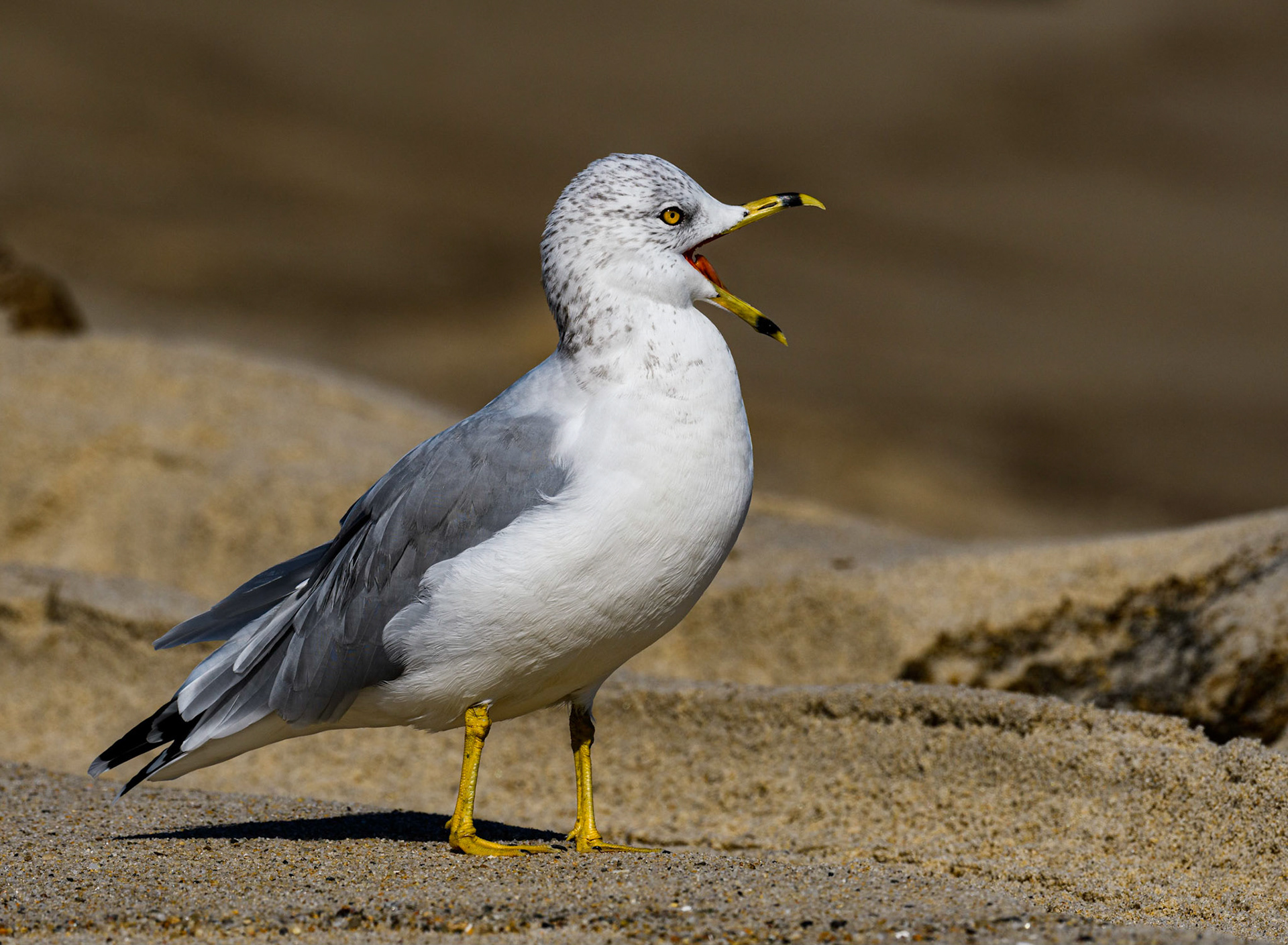 Ring-Billed Gull