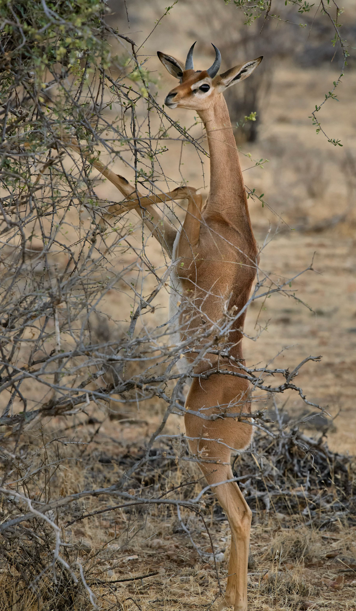 Gerenuk