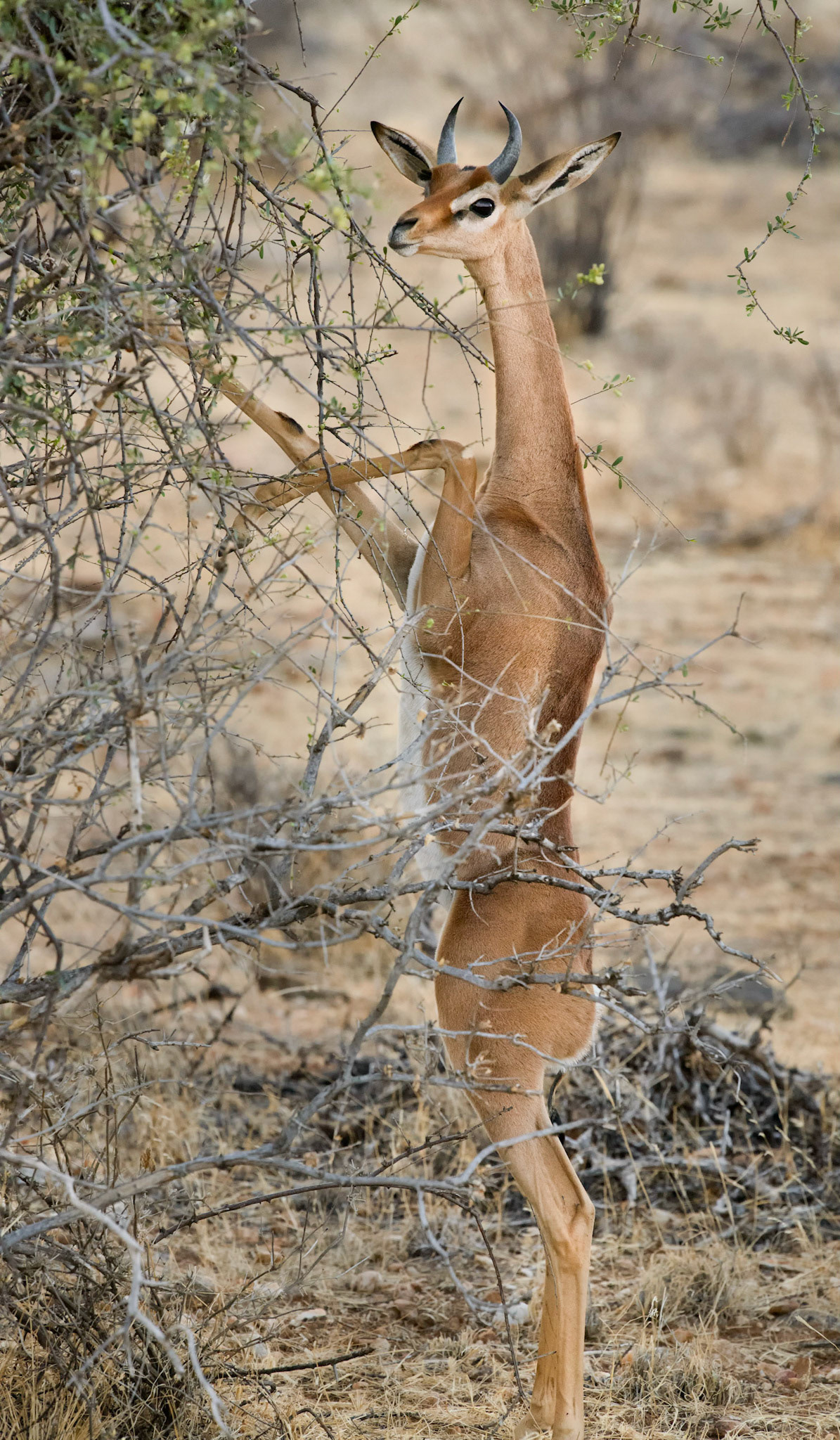 Gerenuk