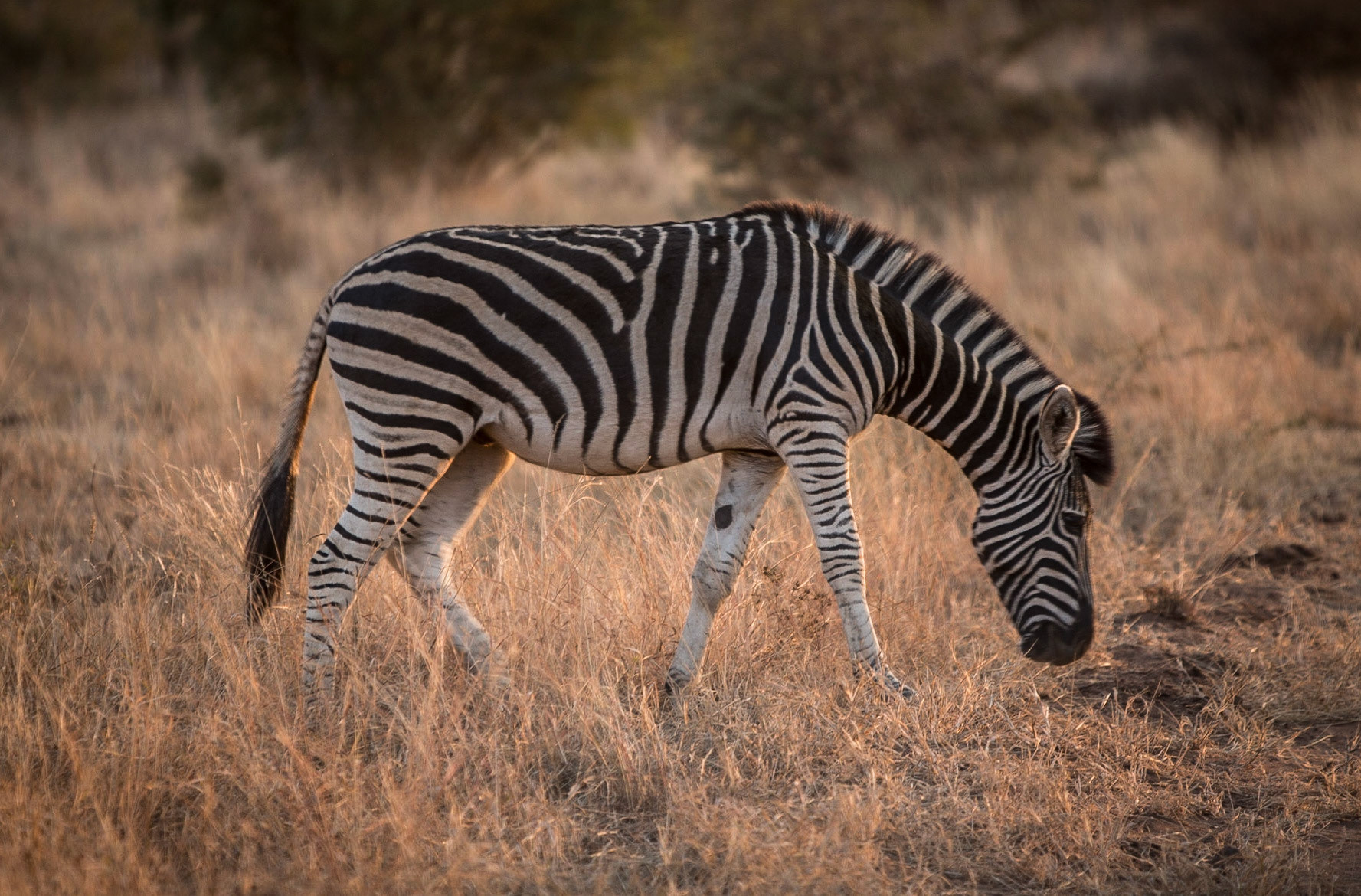 We chose to visit this particular reserve with our 6 year-old daughter, because Madikwe, unlike other areas such as Kruger, is 100% free of malaria.