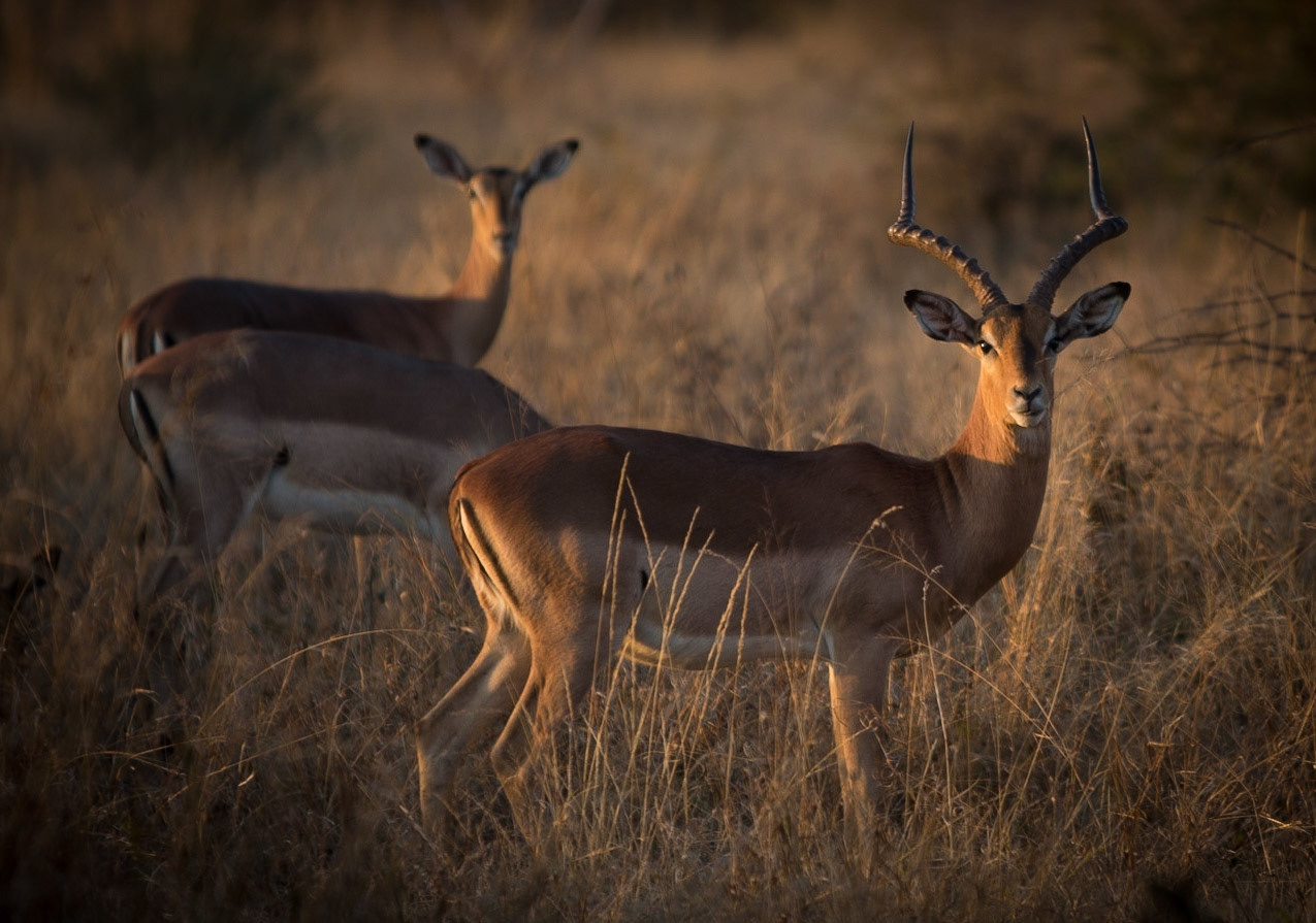 Madikwe Game Reserve is the fifth largest nature reserve in South Africa and boasts a spectacular variety of game and animals.