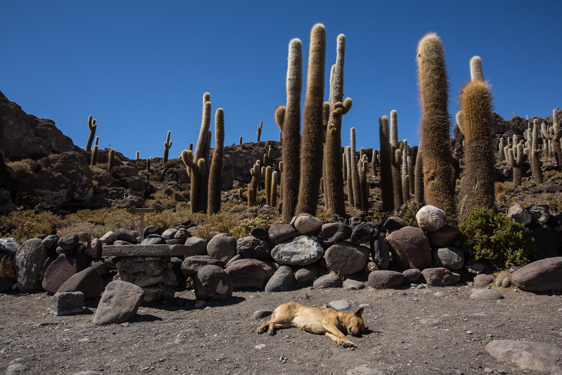 Isla Incahuasi is a hilly and rocky outcrop of land and former island in Bolivia situated in the middle of Salar de Uyuni, the world's largest salt flat, at an elevation of 3,656 meters. Incahuasi hosts gigantic cacti and there are unusual and fragile coral-like structures and deposits that often consist of fossils and algae. The place is the top of the remains of an ancient volcano, which was submerged when the area was part of a giant prehistoric lake, roughly 40,000 years ago.