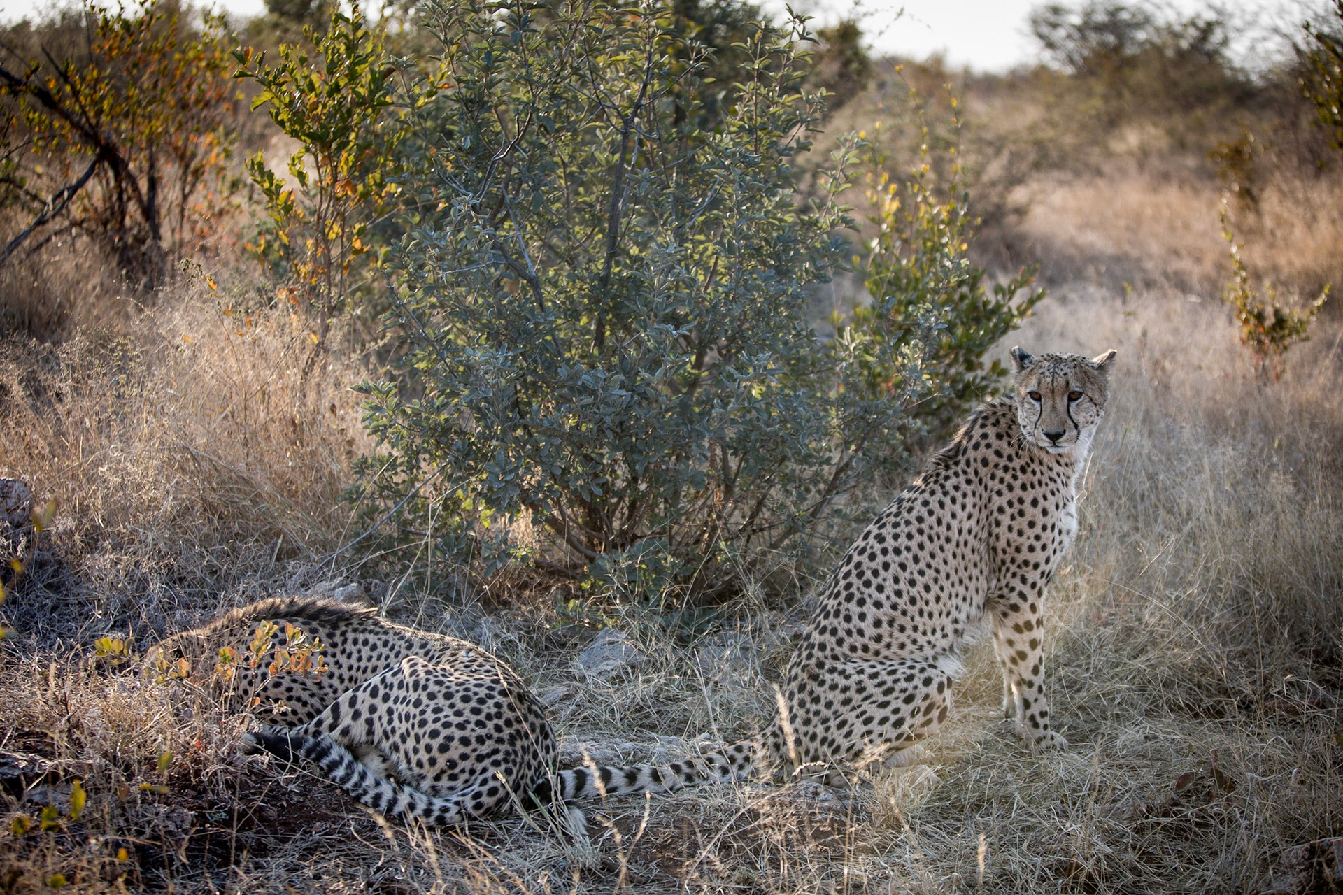 Madikwe Game Reserve is the fifth largest nature reserve in South Africa and boasts a spectacular variety of game and animals.We chose to visit this particular reserve with our 6 year-old daughter, because Madikwe, unlike other areas such as Kruger, is 100% free of malaria.It was such a fantastic discovery for a family vacation.