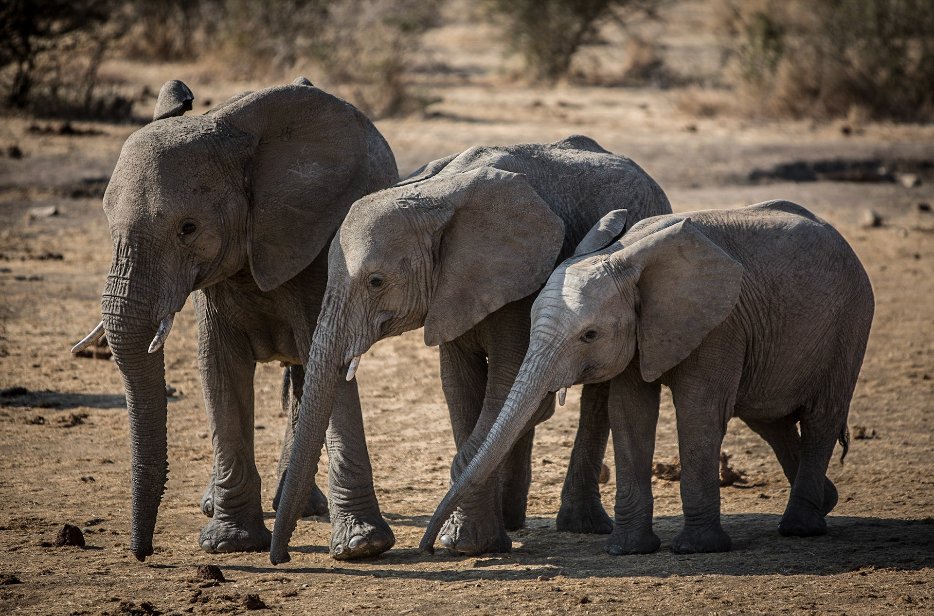Madikwe Game Reserve is the fifth largest nature reserve in South Africa and boasts a spectacular variety of game and animals.We chose to visit this particular reserve with our 6 year-old daughter, because Madikwe, unlike other areas such as Kruger, is 100% free of malaria.It was such a fantastic discovery for a family vacation.