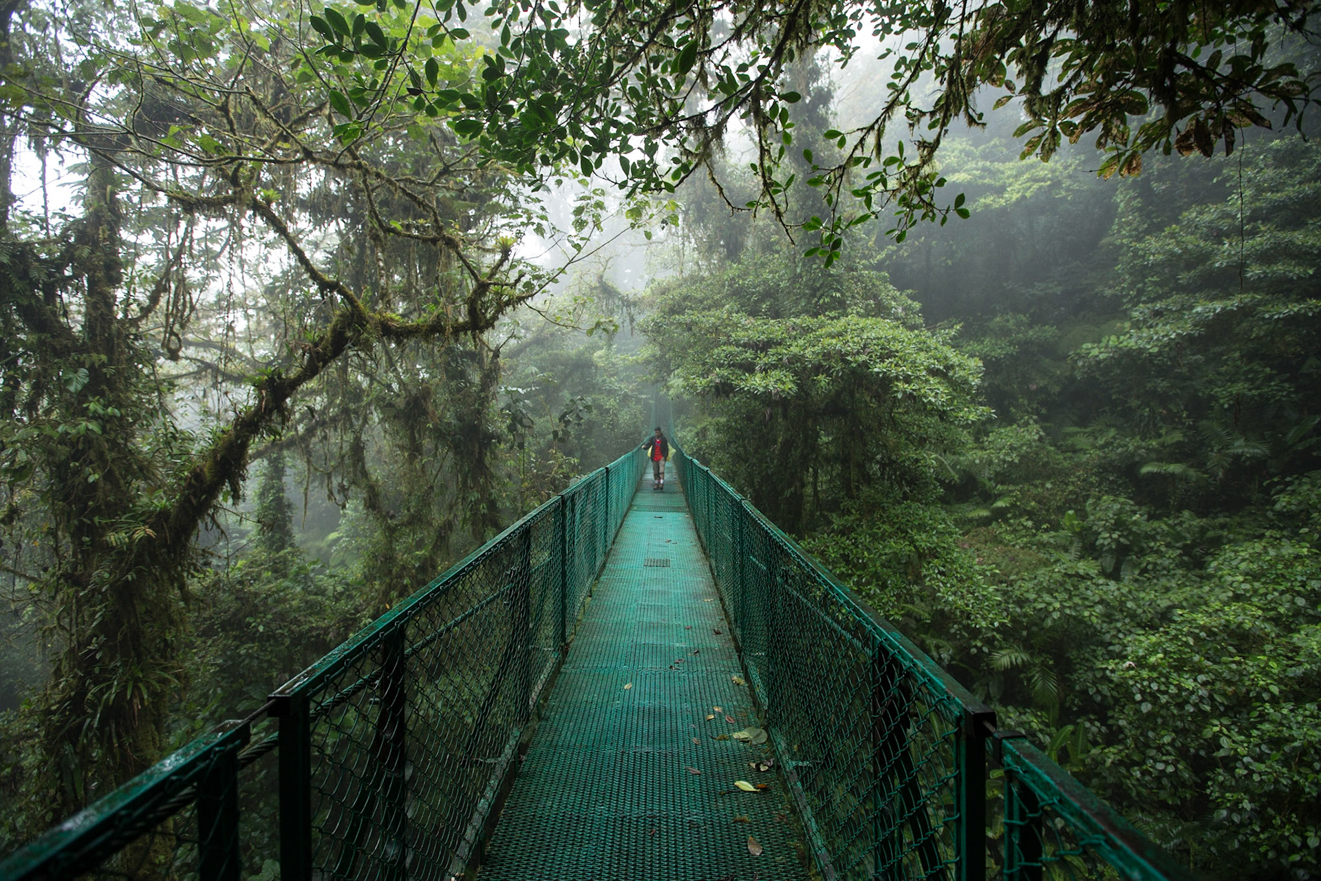 Tree suspension bridges. Monteverde Cloud Forest Biological Reserve, Costa Rica.