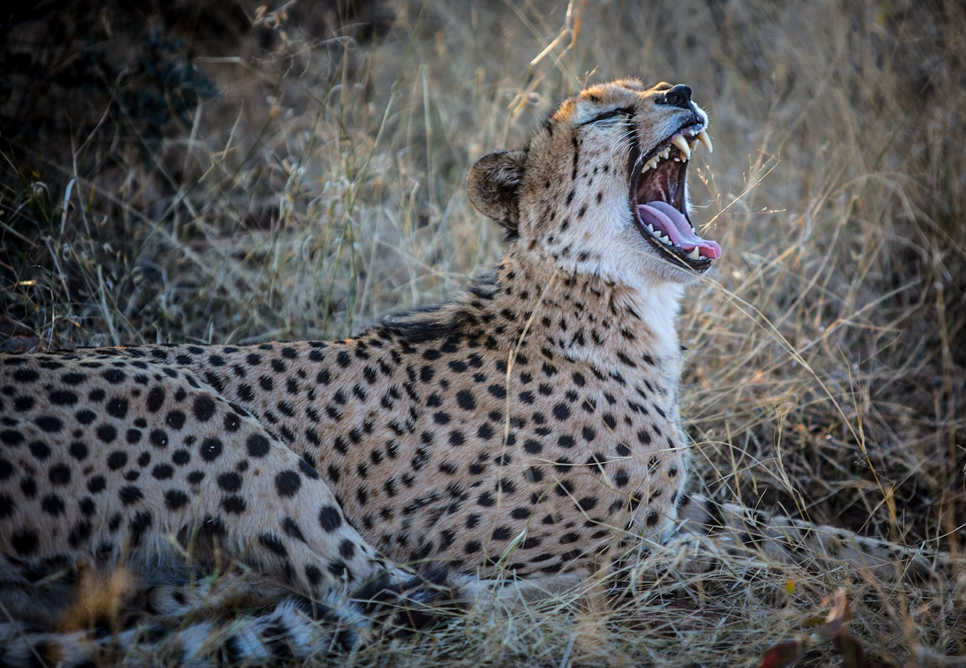We chose to visit this particular reserve with our 6 year-old daughter, because Madikwe, unlike other areas such as Kruger, is 100% free of malaria.