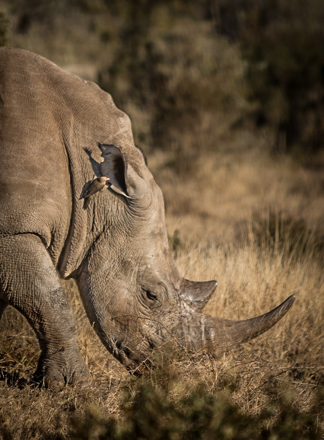 Madikwe Game Reserve is the fifth largest nature reserve in South Africa and boasts a spectacular variety of game and animals. In a morning drive, we had the privilege to spend a while -in complete silence- with 3 rhinos at very short distance from our car. Even our driver, who is used to see many animals in the wild, told us that it felt like a magical experience.