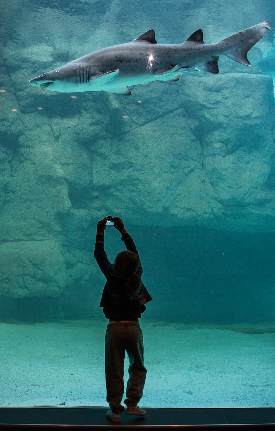 The Atlantic and Indian Oceans meet with great triumph at the southern tip of Africa. The Two Oceans Aquarium at the V&amp;A Waterfront in Cape Town, South Africa, was created to celebrate the diverse marine life in these two vast habitats. It is especially designed for kids and my 6 year-old daughter had a wonderful time coming face-to-face with predators of the deep or fish as multi-coloured as the most vibrant rainbow.