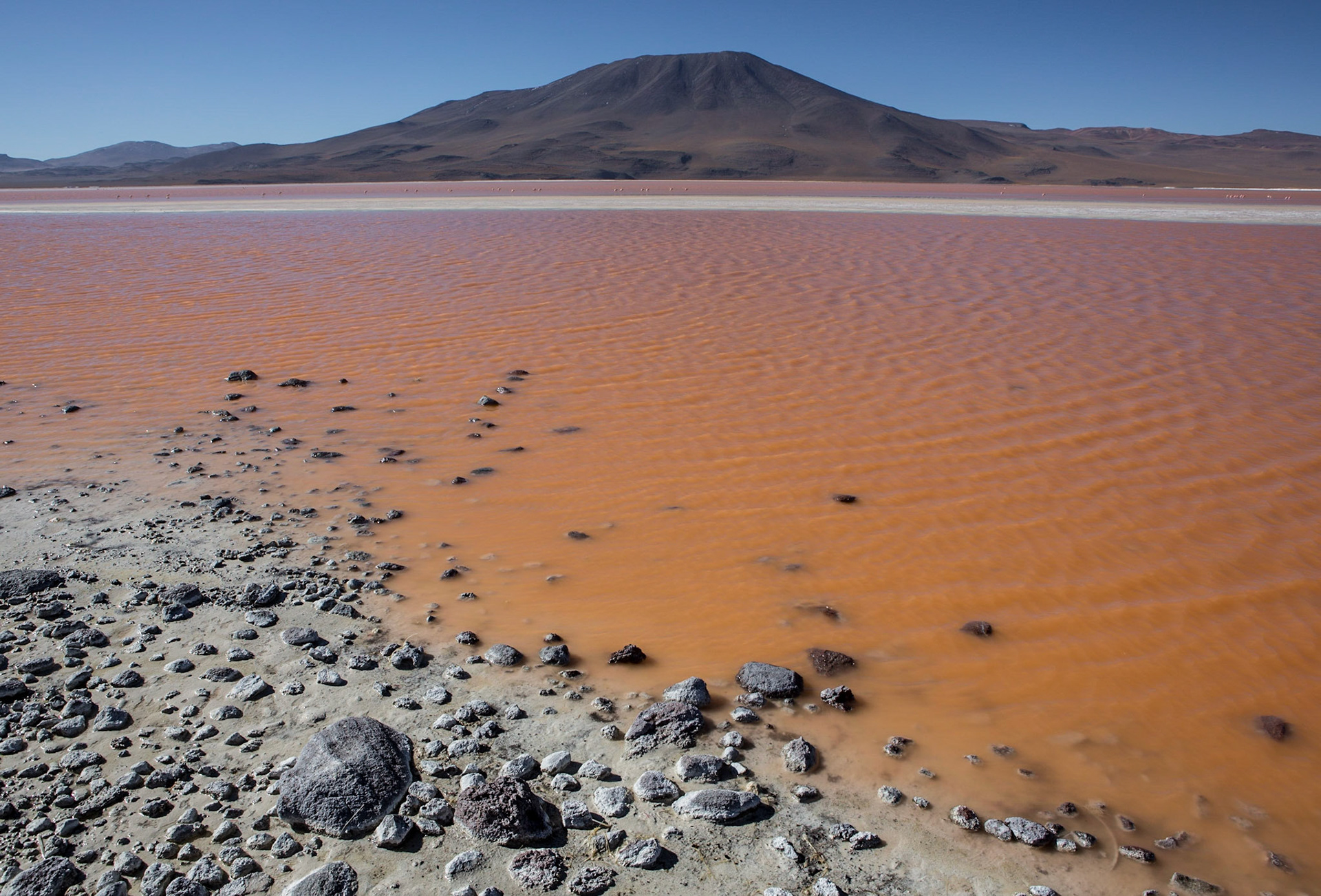 Laguna Colorada is a shallow salt lake in the southwest of the altiplano of Bolivia, within Eduardo Avaroa Andean Fauna National Reserve and close to the border with Chile. The lake contains borax islands, whose white color contrasts with the reddish color of its waters, which is caused by red sediments and pigmentation of some algae. In this area, James's flamingos abound.