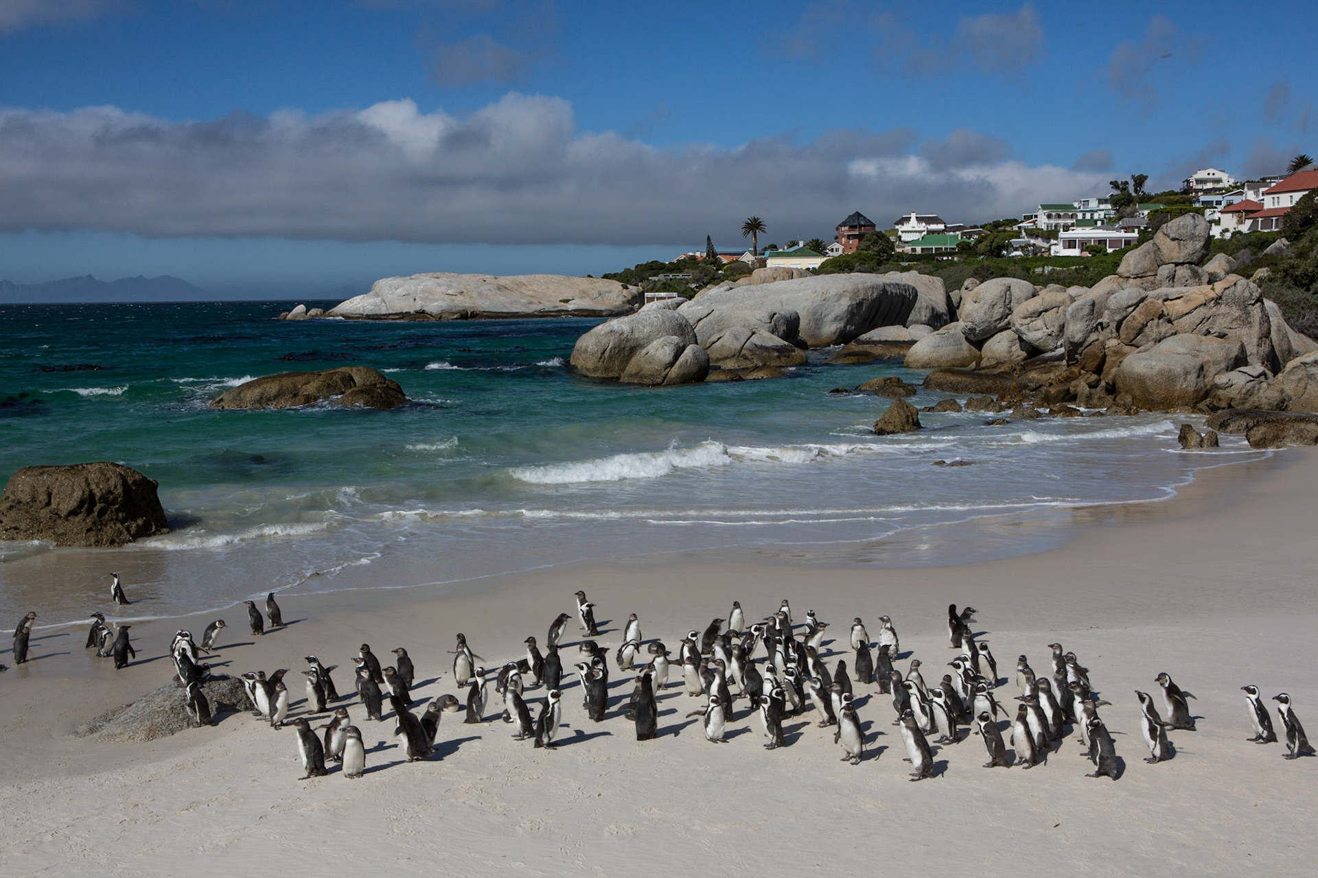 Boulders Beach is a sheltered beach made up of inlets between granite boulders, from which the name originated. It is located in the Cape Peninsula, near Simon's Town towards Cape Point, near Cape Town in South Africa. It is a popular tourist stop because of a colony of African penguins which settled there in 1982. These African penguins are only found on the coastlines of South Africa &amp; Namibia, so they are under the protection of the Cape Nature Conservation.