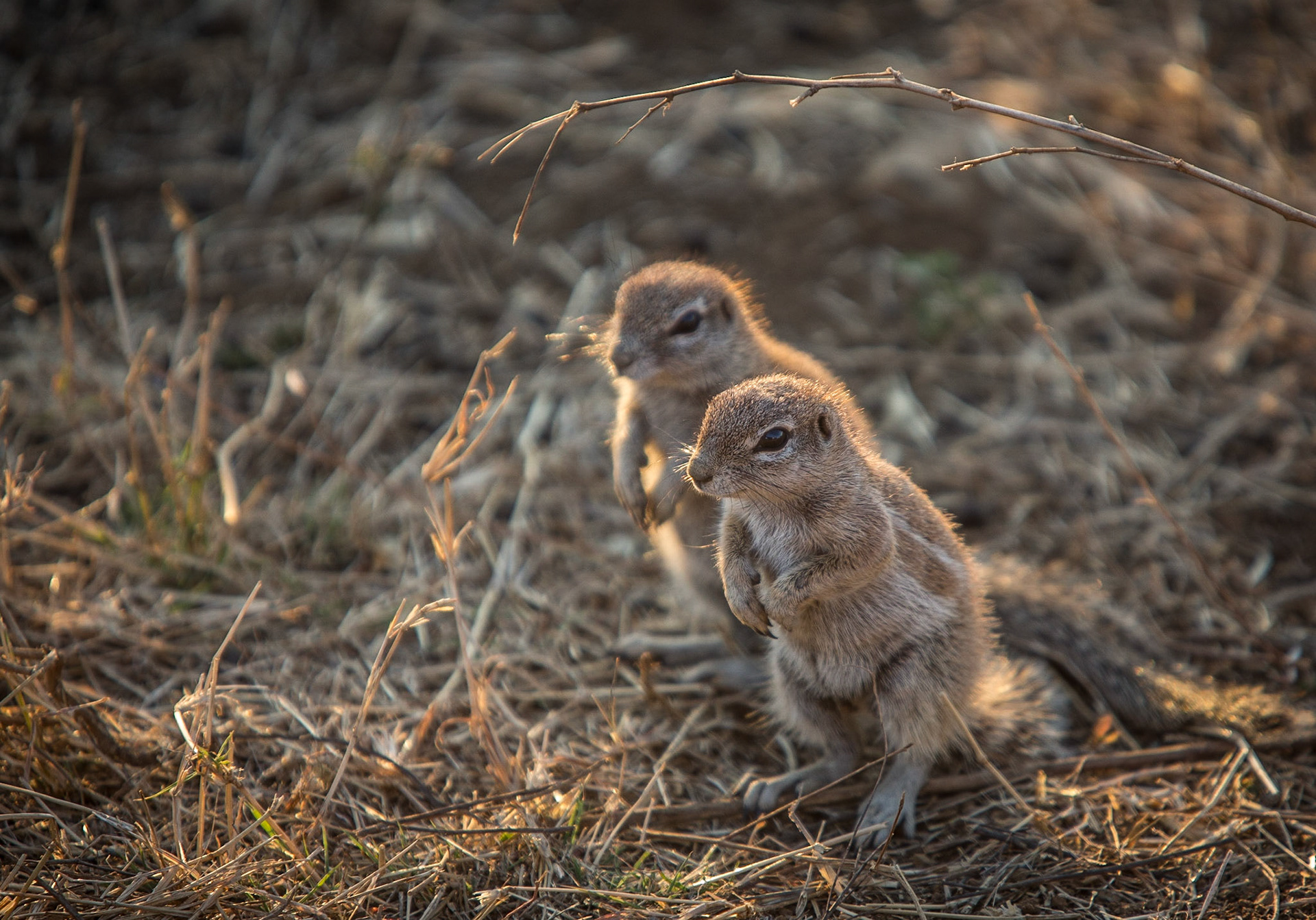 Madikwe Game Reserve is the fifth largest nature reserve in South Africa and boasts a spectacular variety of game and animals.We chose to visit this particular reserve with our 6 year-old daughter, because Madikwe, unlike other areas such as Kruger, is 100% free of malaria.It was such a fantastic discovery for a family vacation.