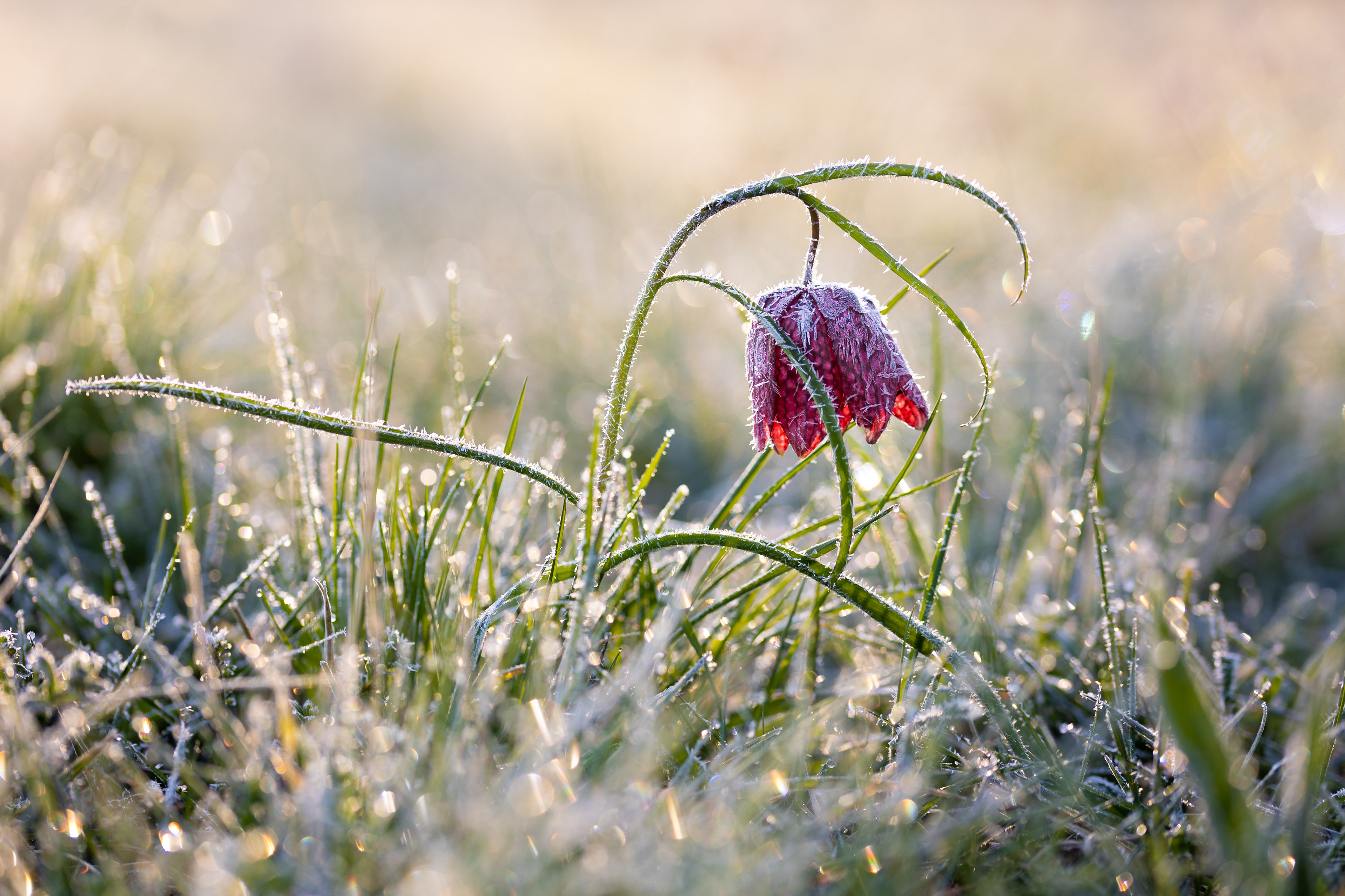 Kockás liliom (Zalarét)