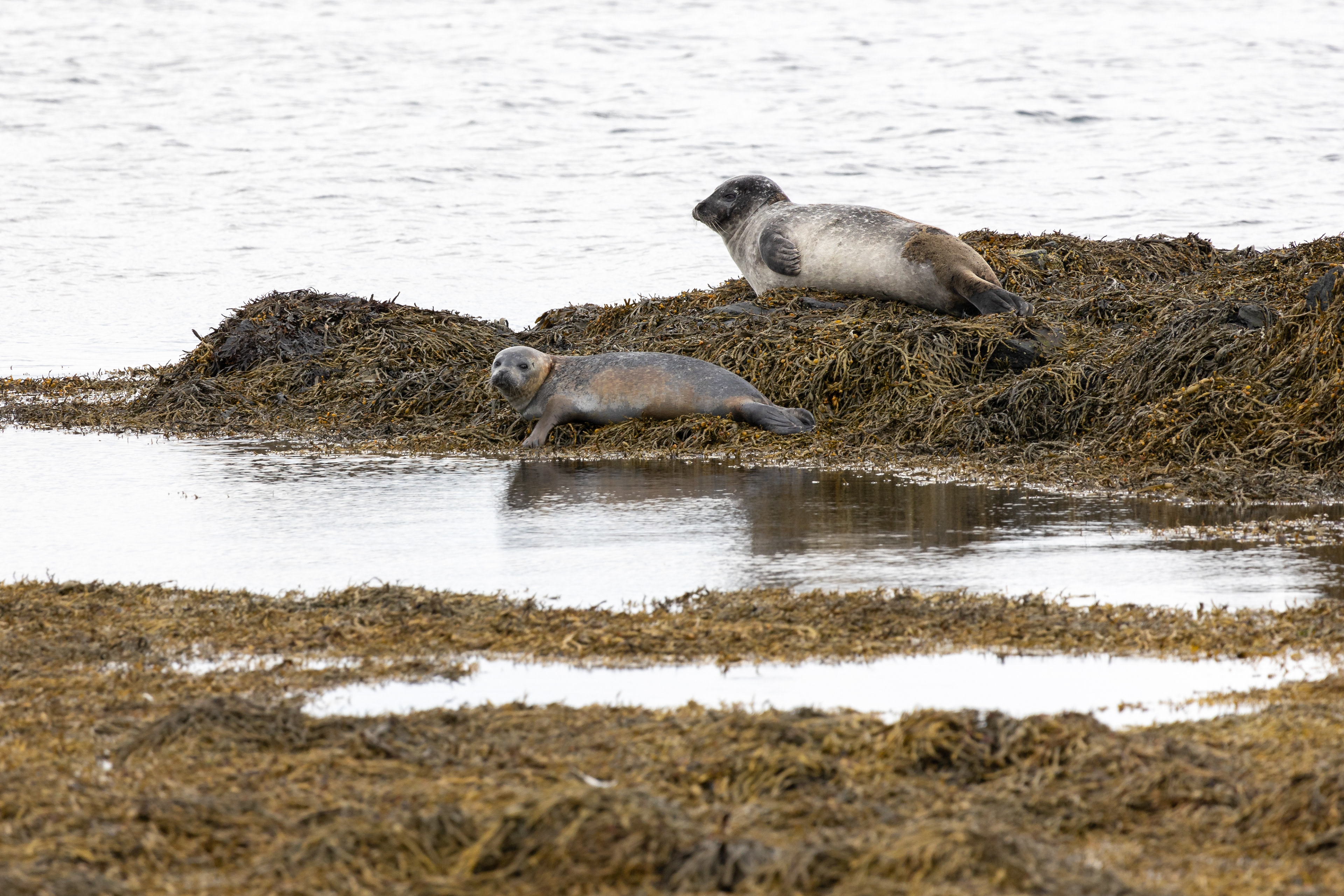 Fóka és fókabébi
