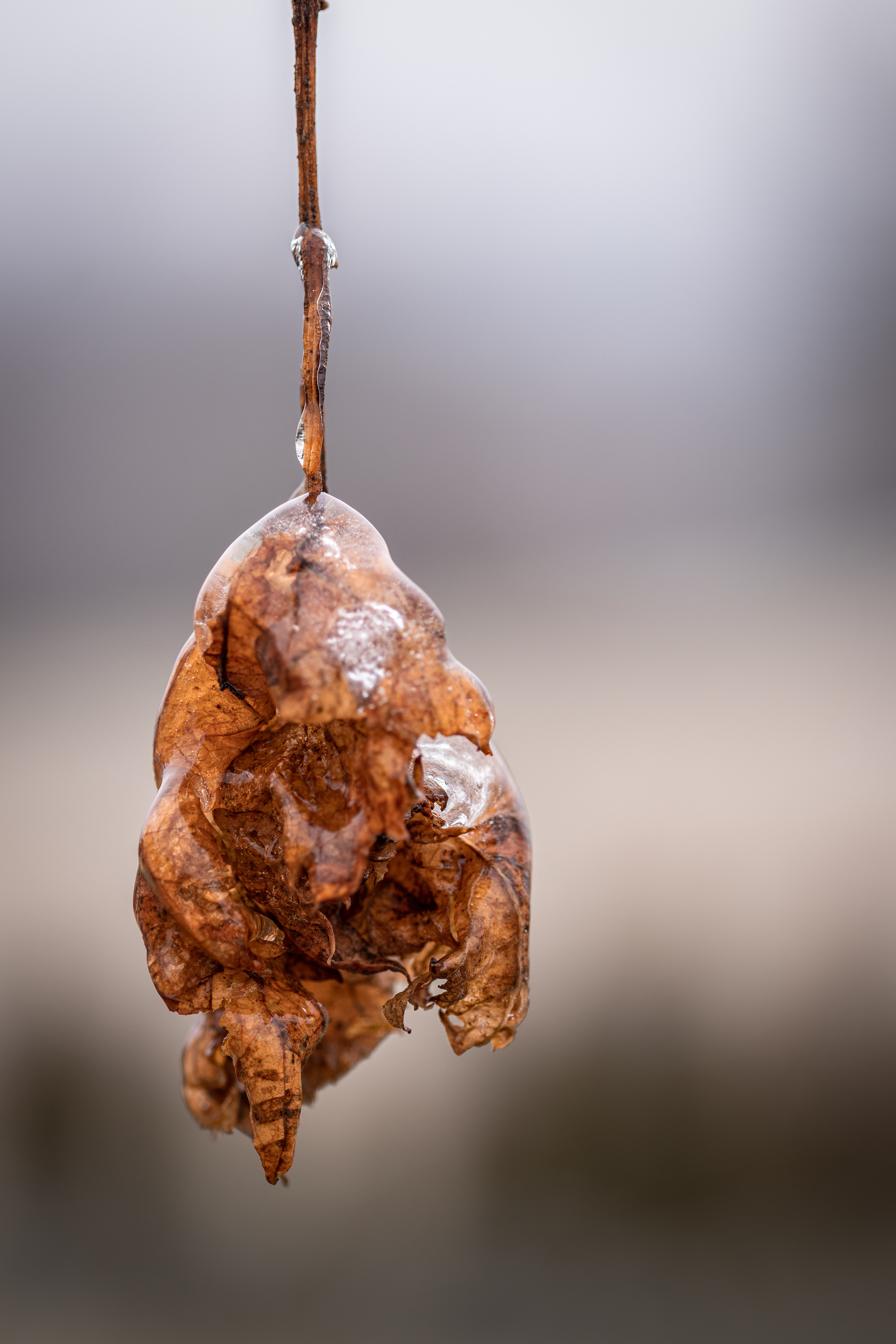 Fagy a szőlőben 2.