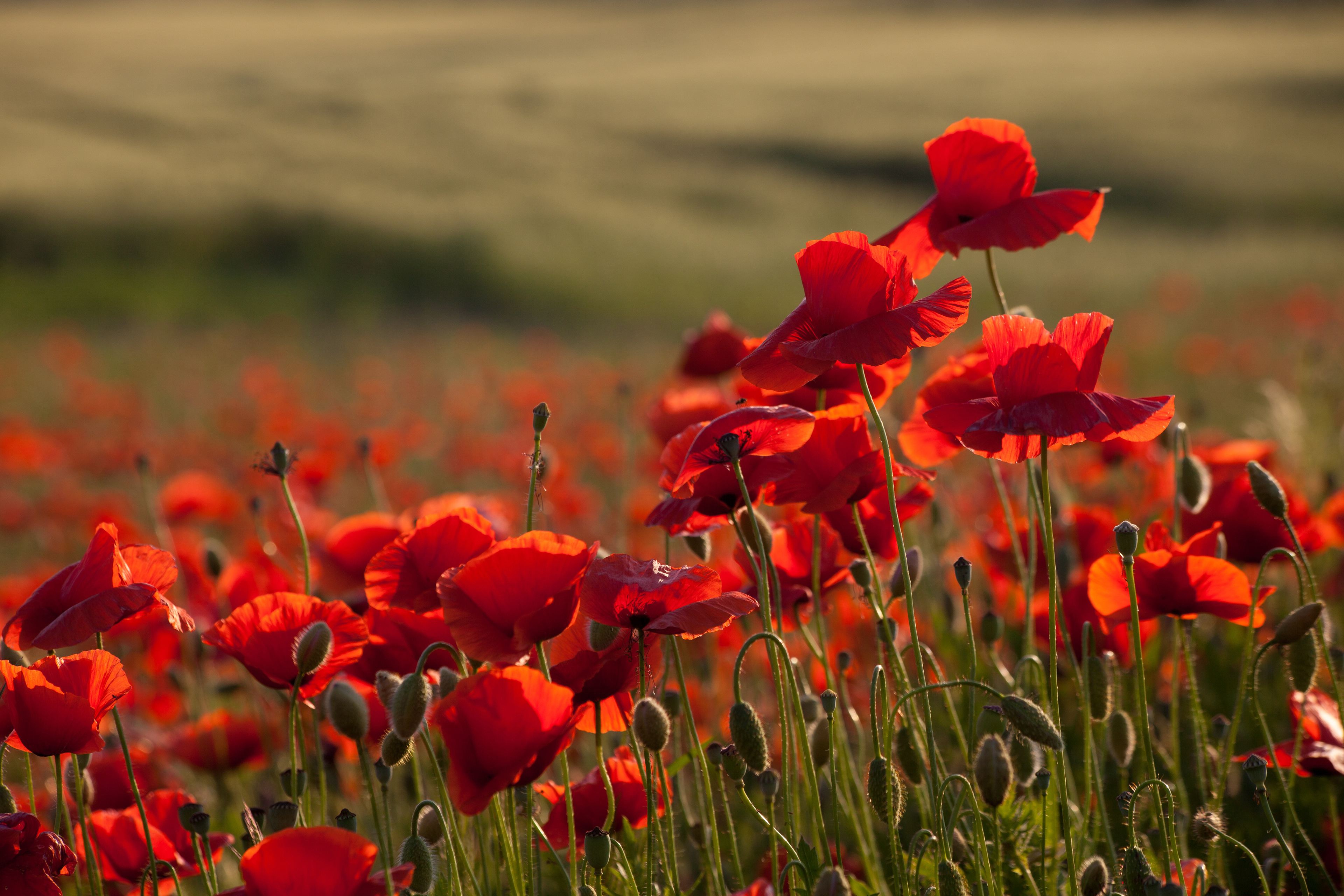 Pipacsmező Zalában
