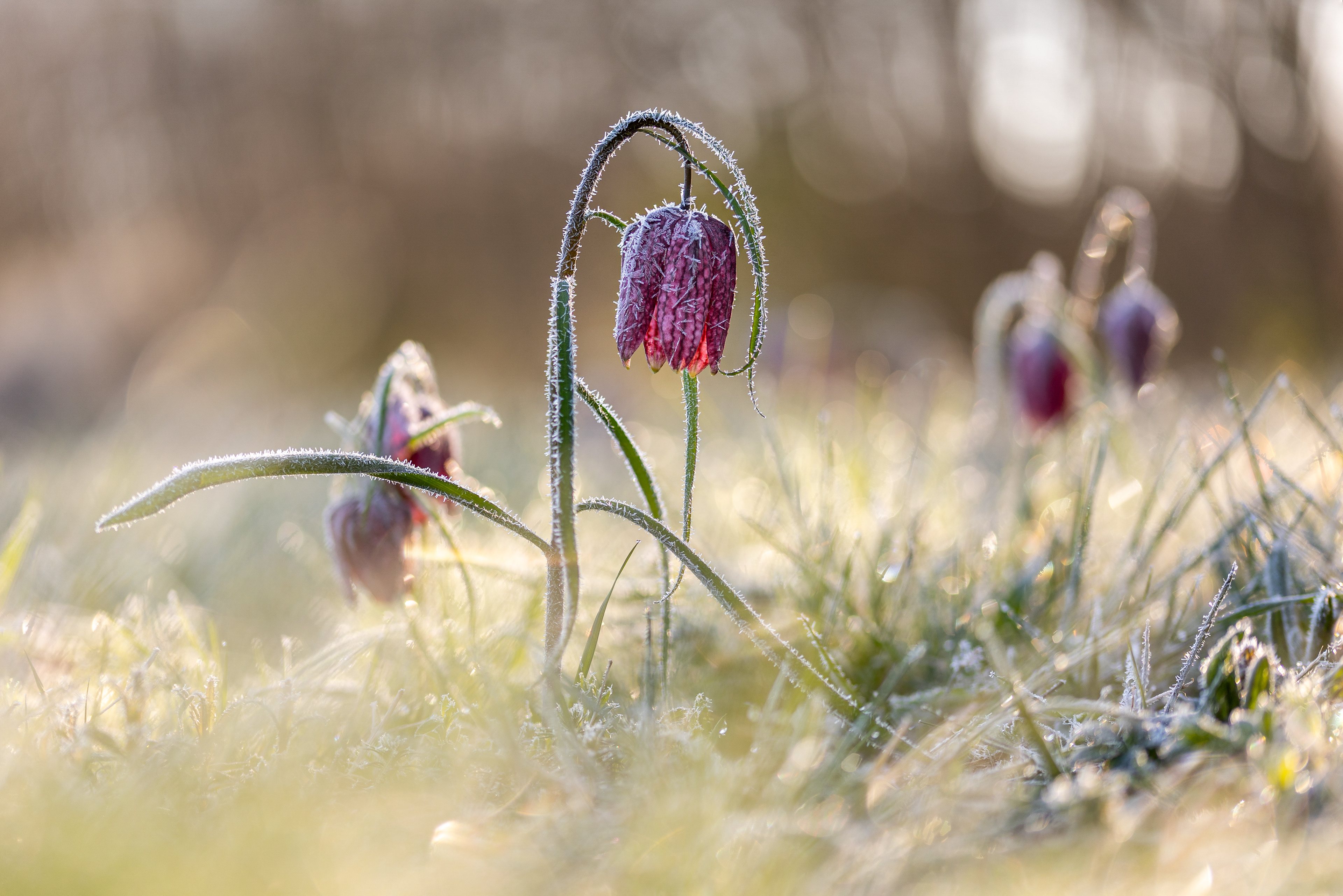 Kockás liliom (Zalarét)