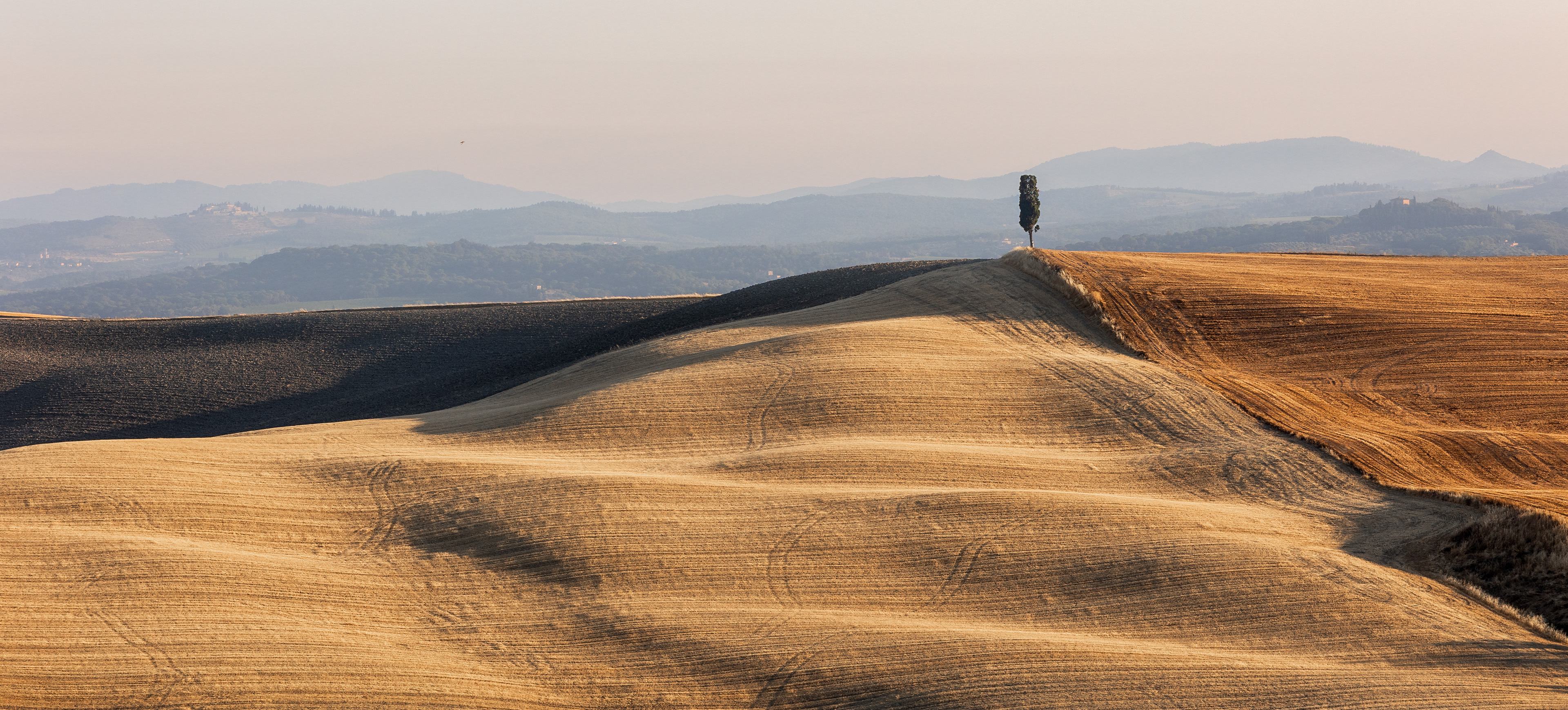 A magányos fa (Toszkána)