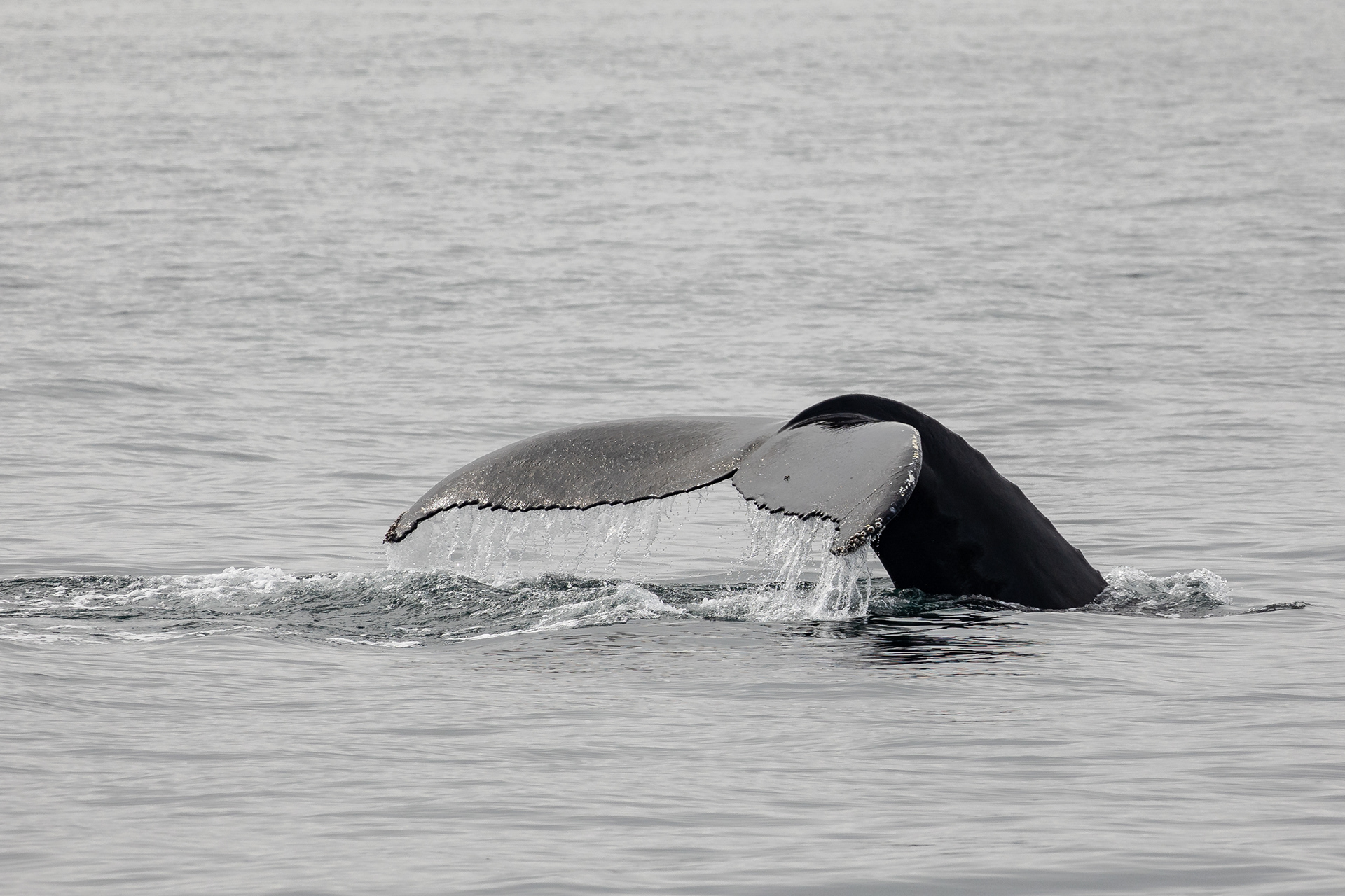 Hosszúszárnyú bálna