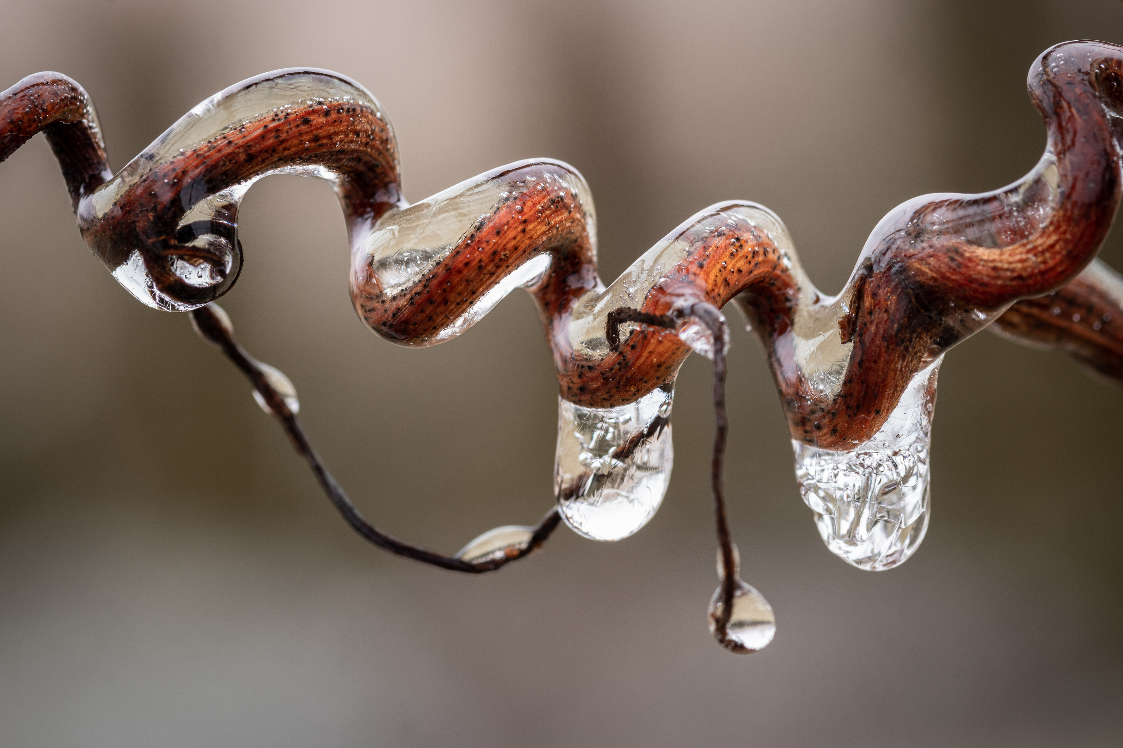 Fagy a szőlőben 3.