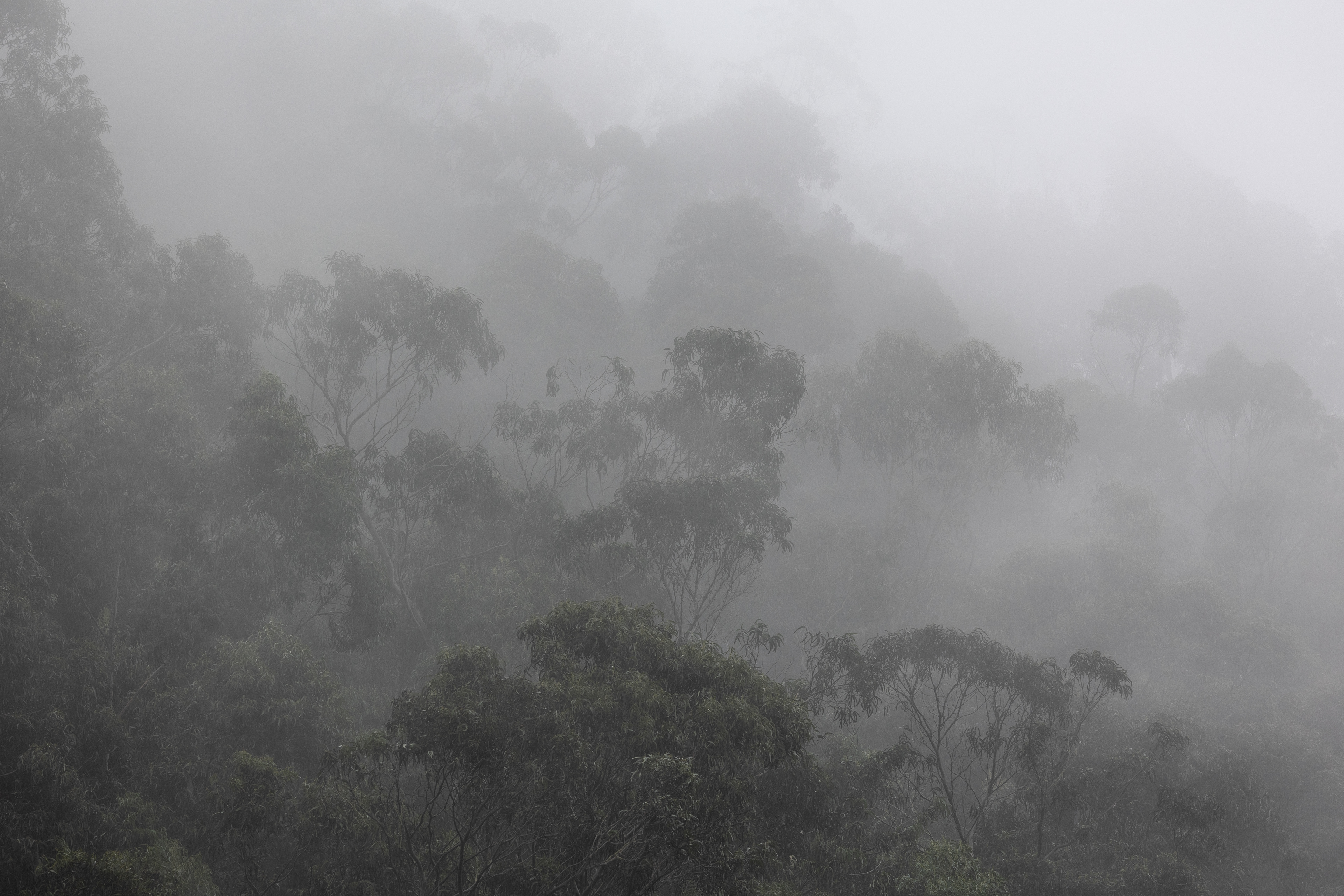 Eukaliptiszok ködben (Madeira)