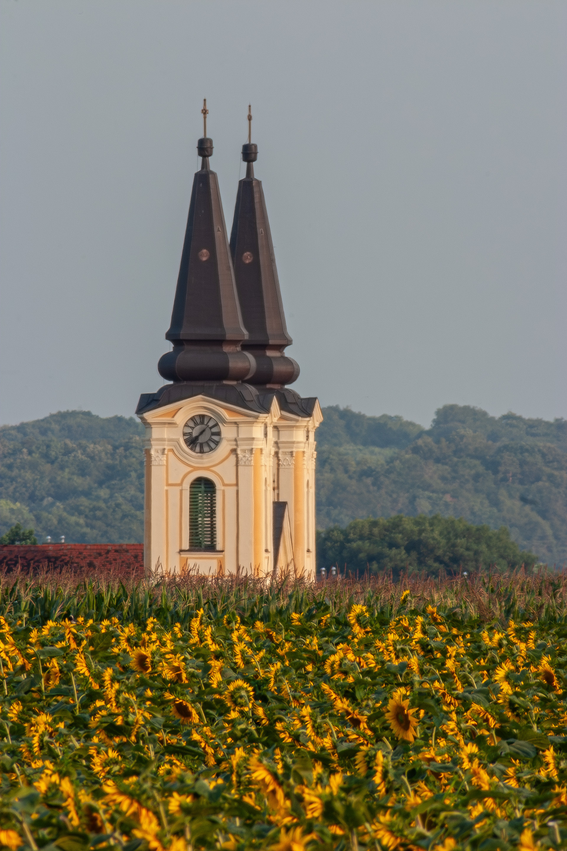 Napraforgós Zalaegerszeg