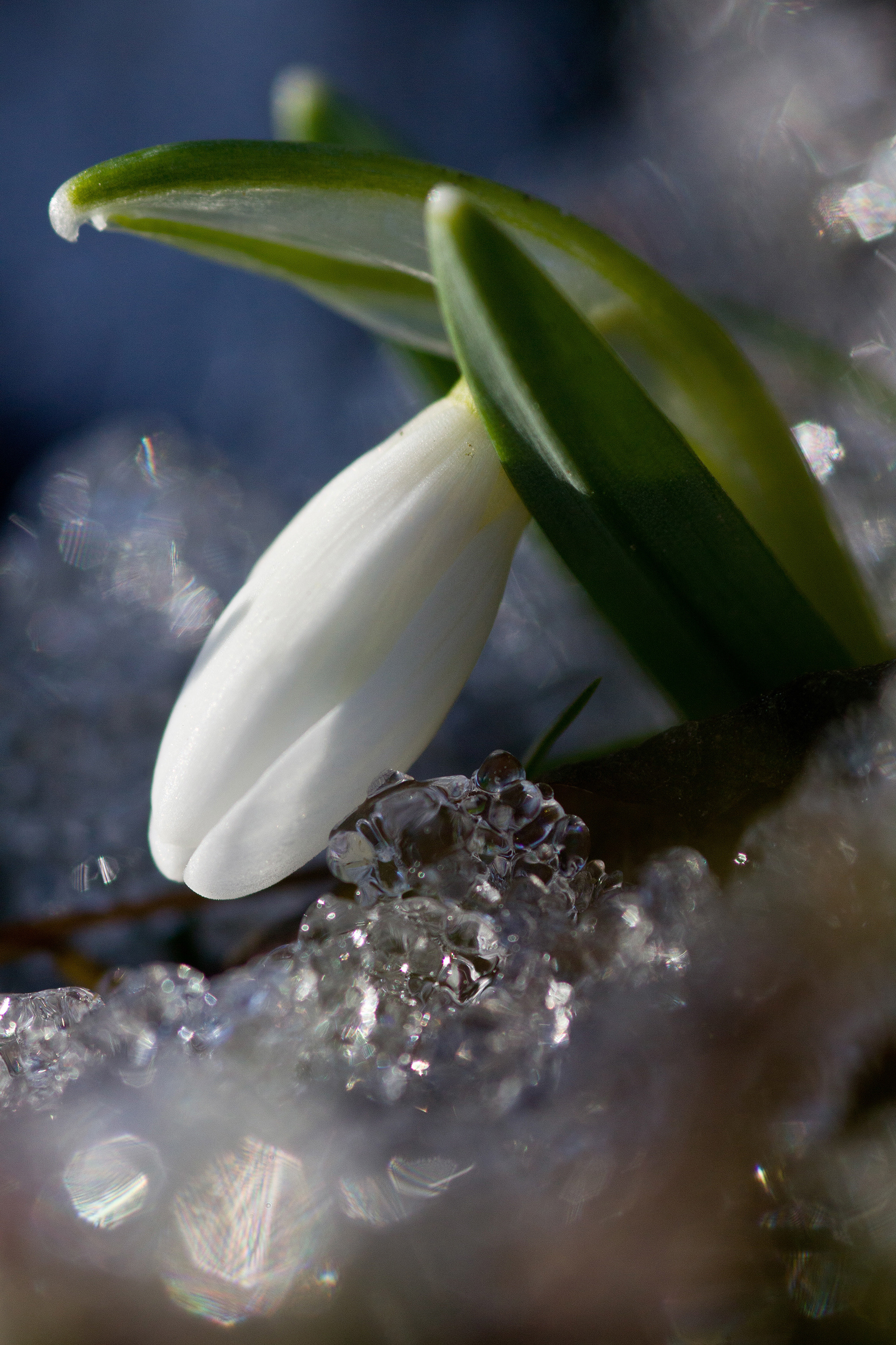 Az utolsó hó, az első hóvirág