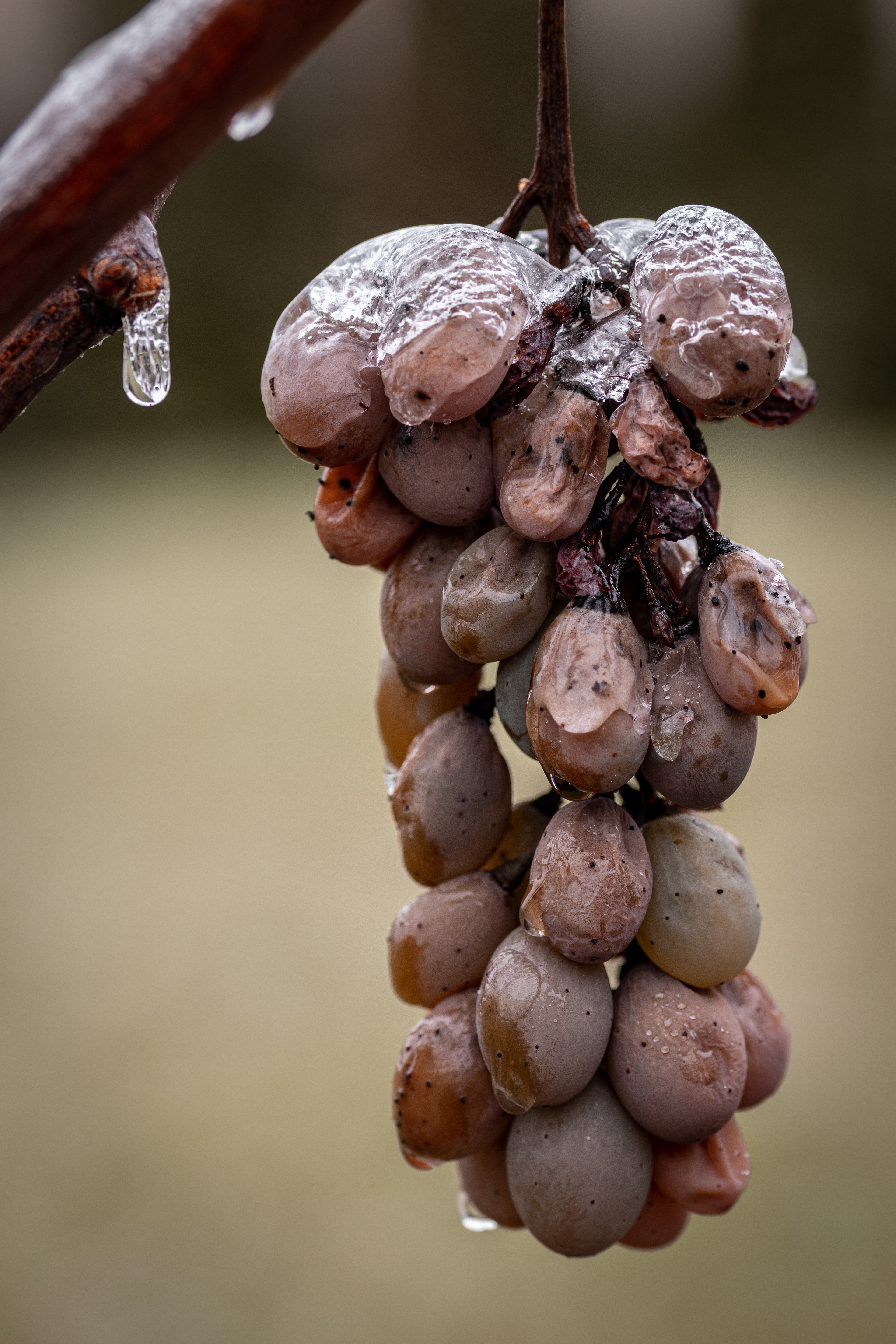 Fagy a szőlőben 1.