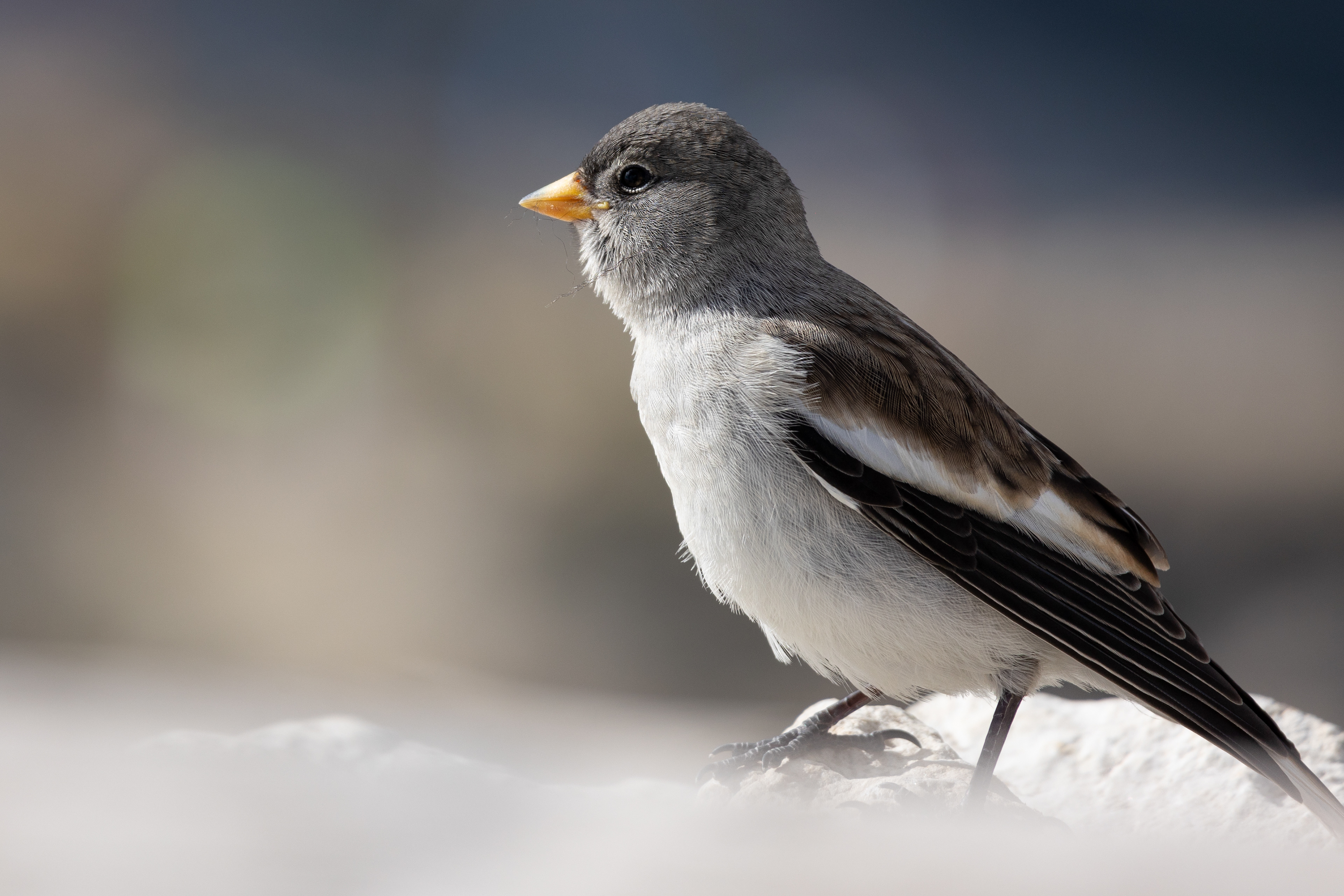 Havasi pinty (Dolomitok)