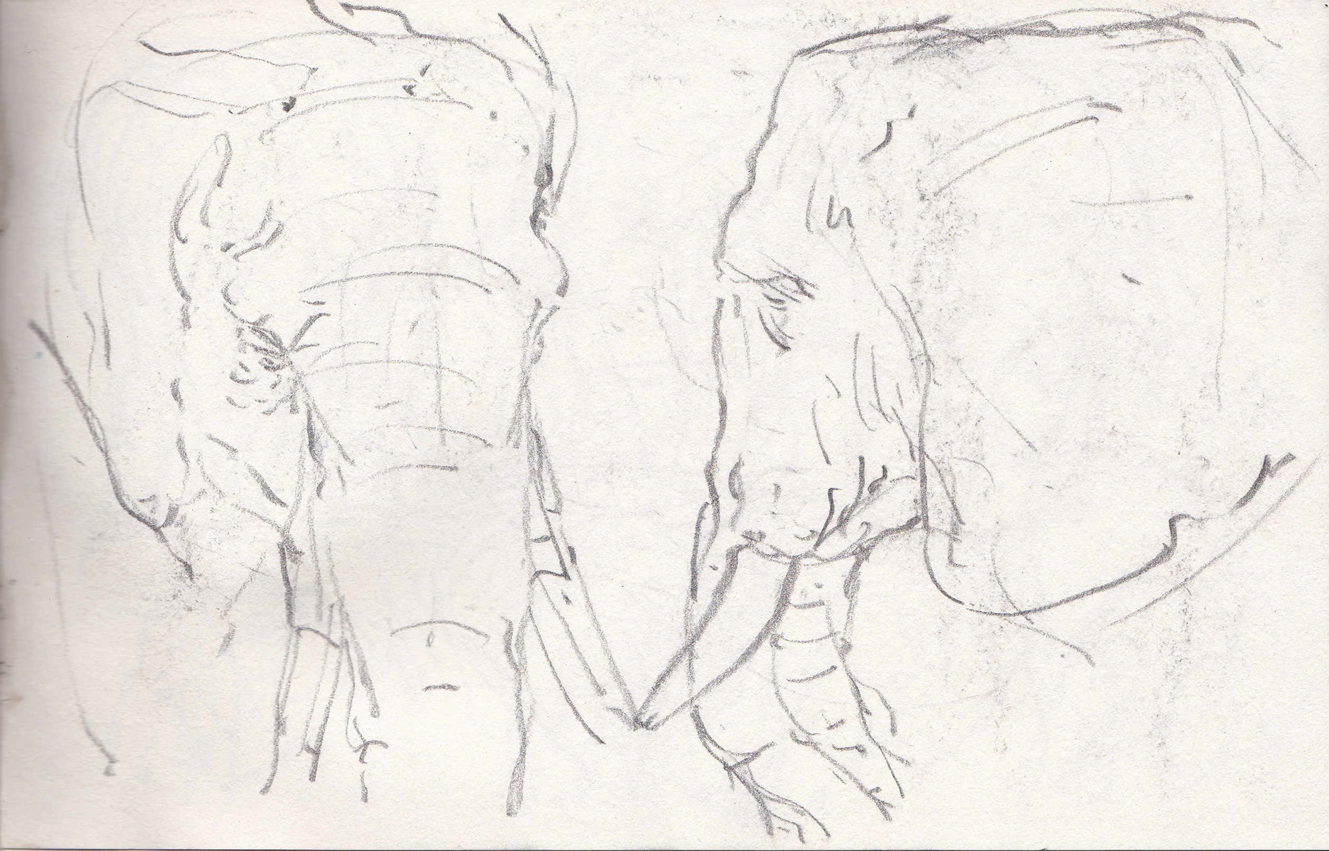 Elephant