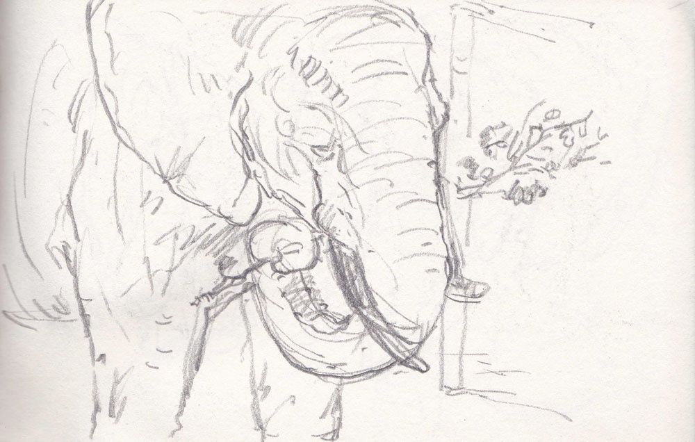 Elephant