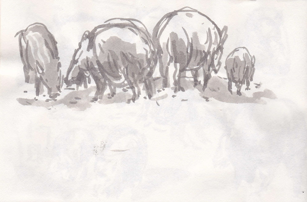Boar