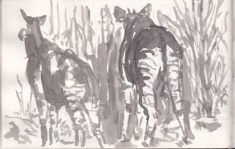 Okapi