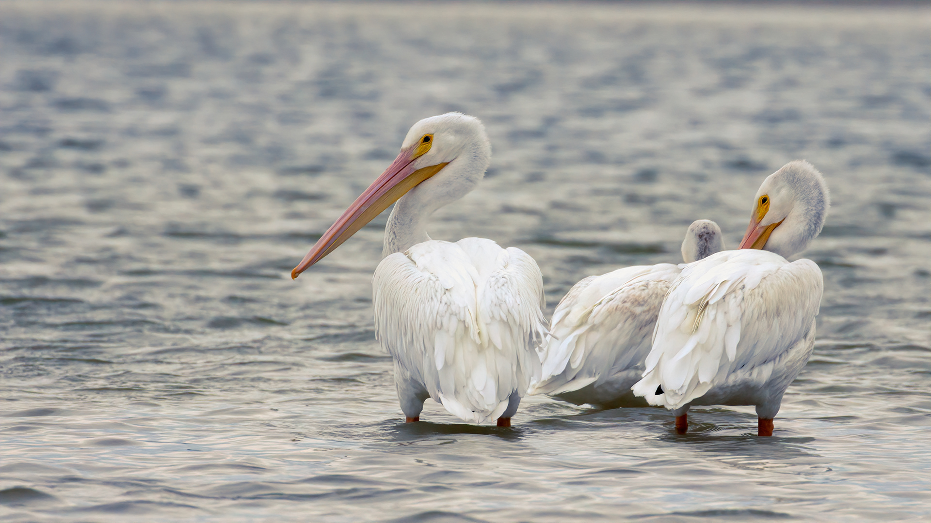 Photograph of white pelicans at Ft. Desoto