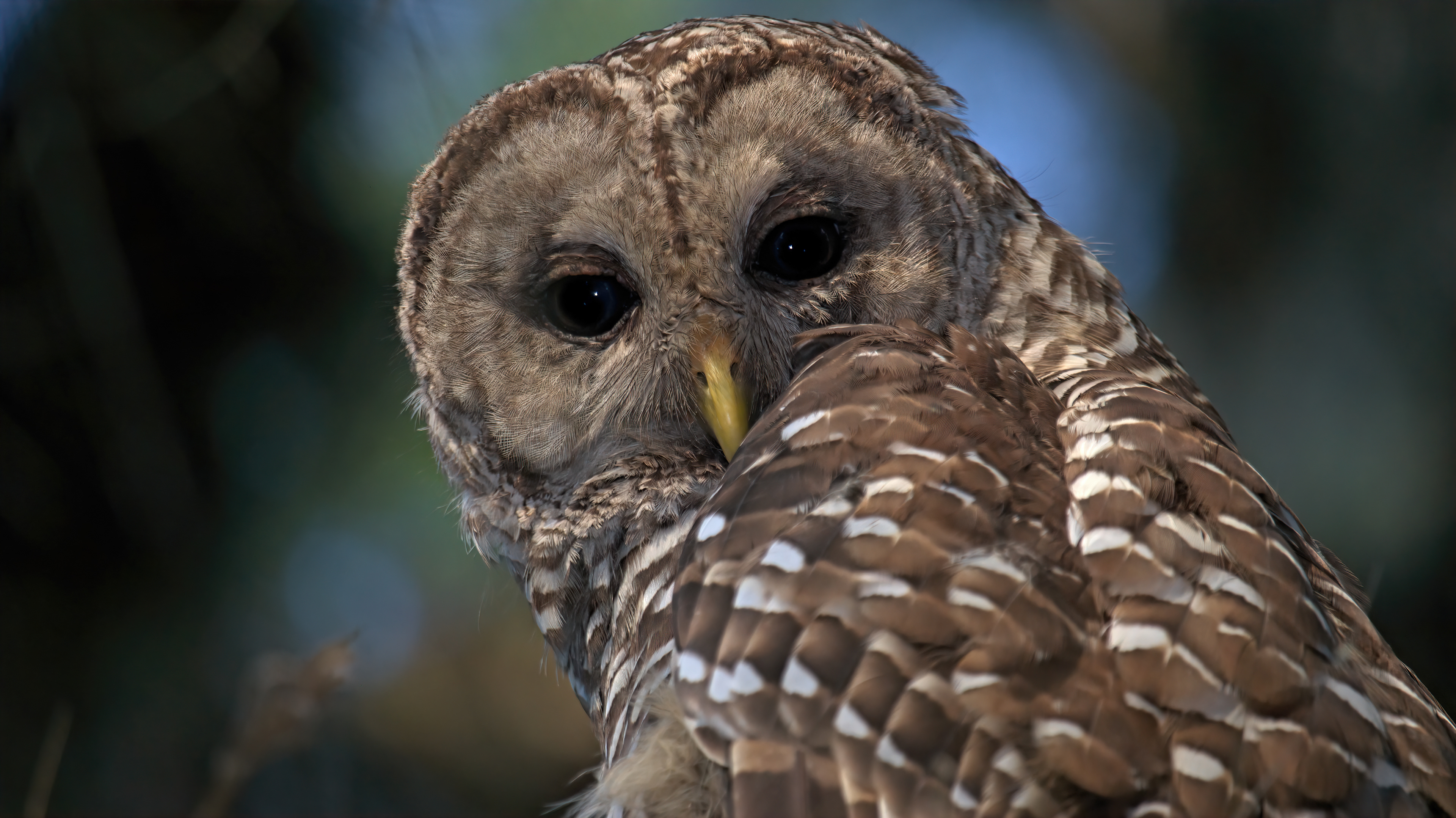 What are you looking at? Barred Owl at Hillsborough State Park