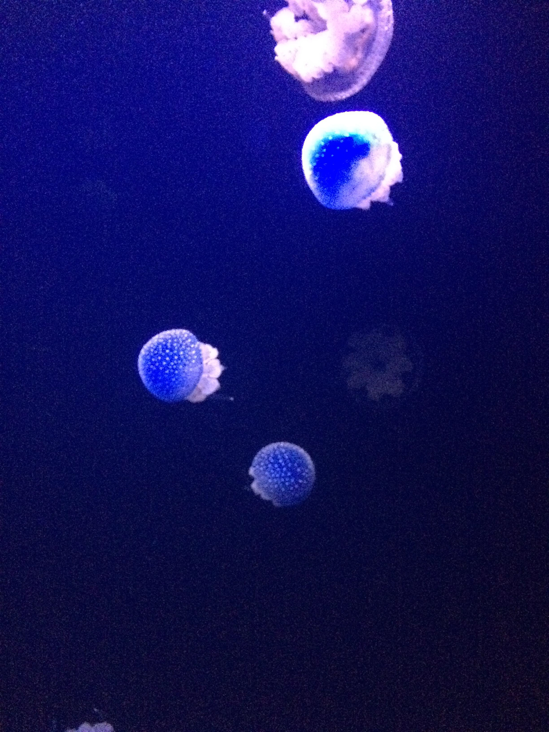 Underwater fun