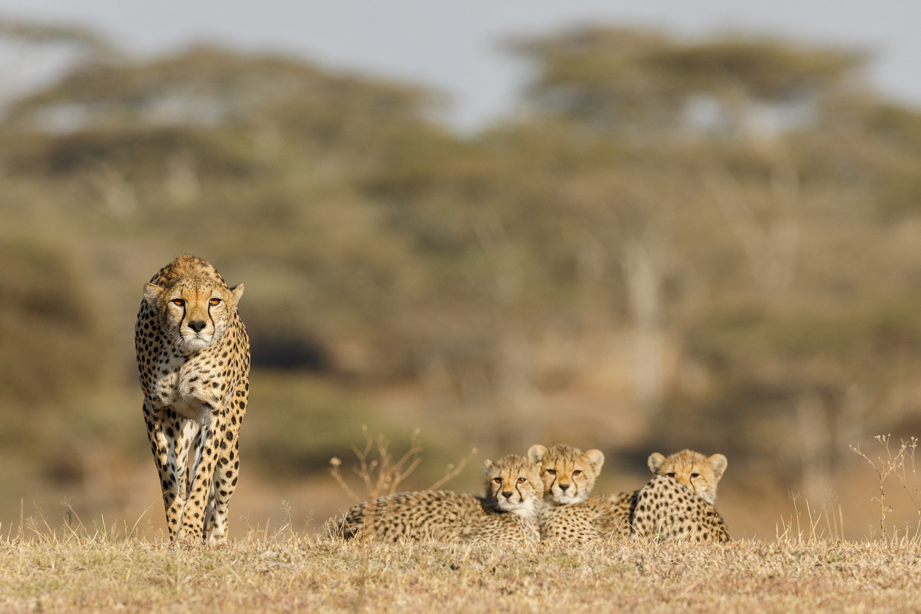Cheetah with Cubs - Serengeti, Tanzania