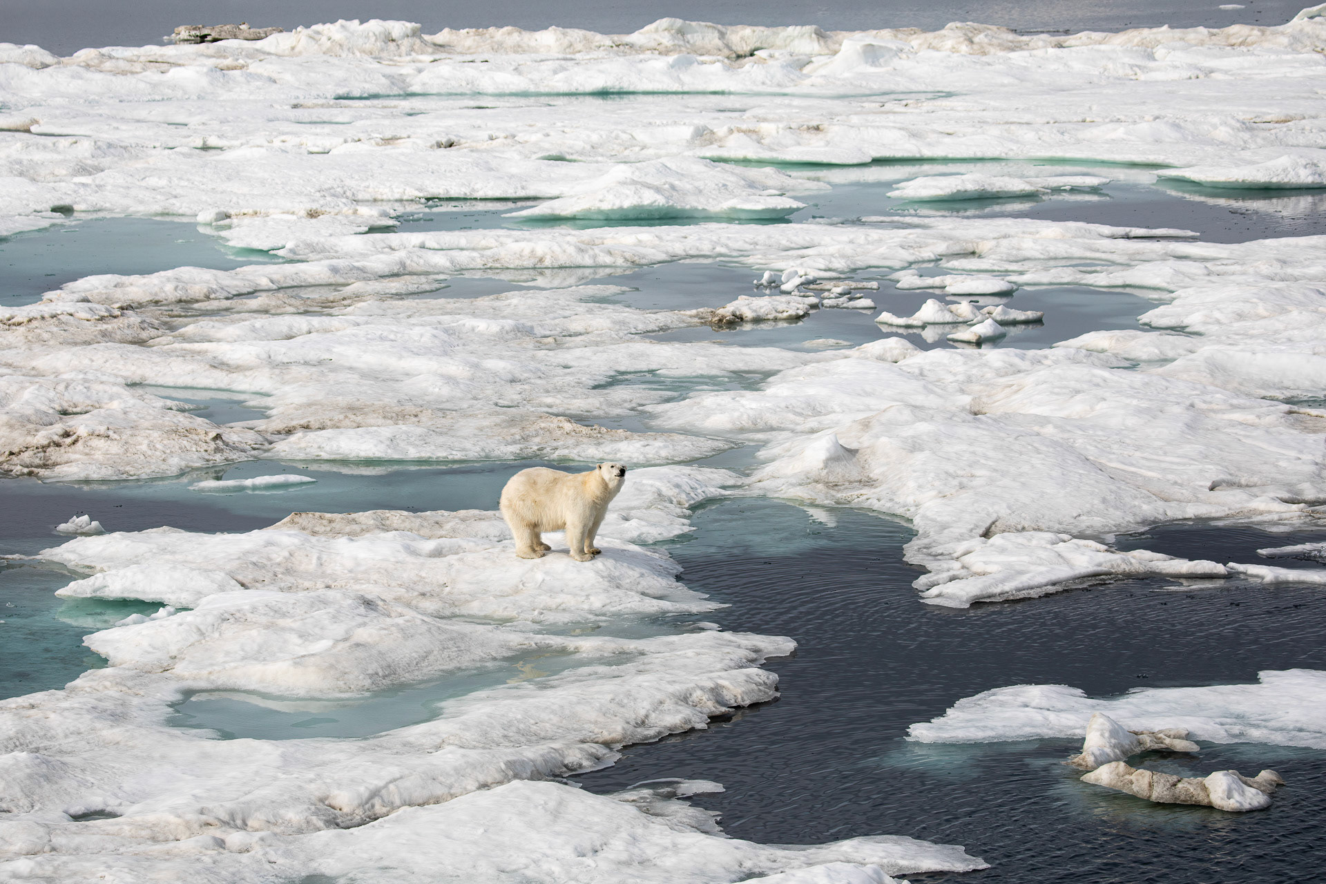 Polar Bear - On Sea Ice near Wrangel Island, Russia