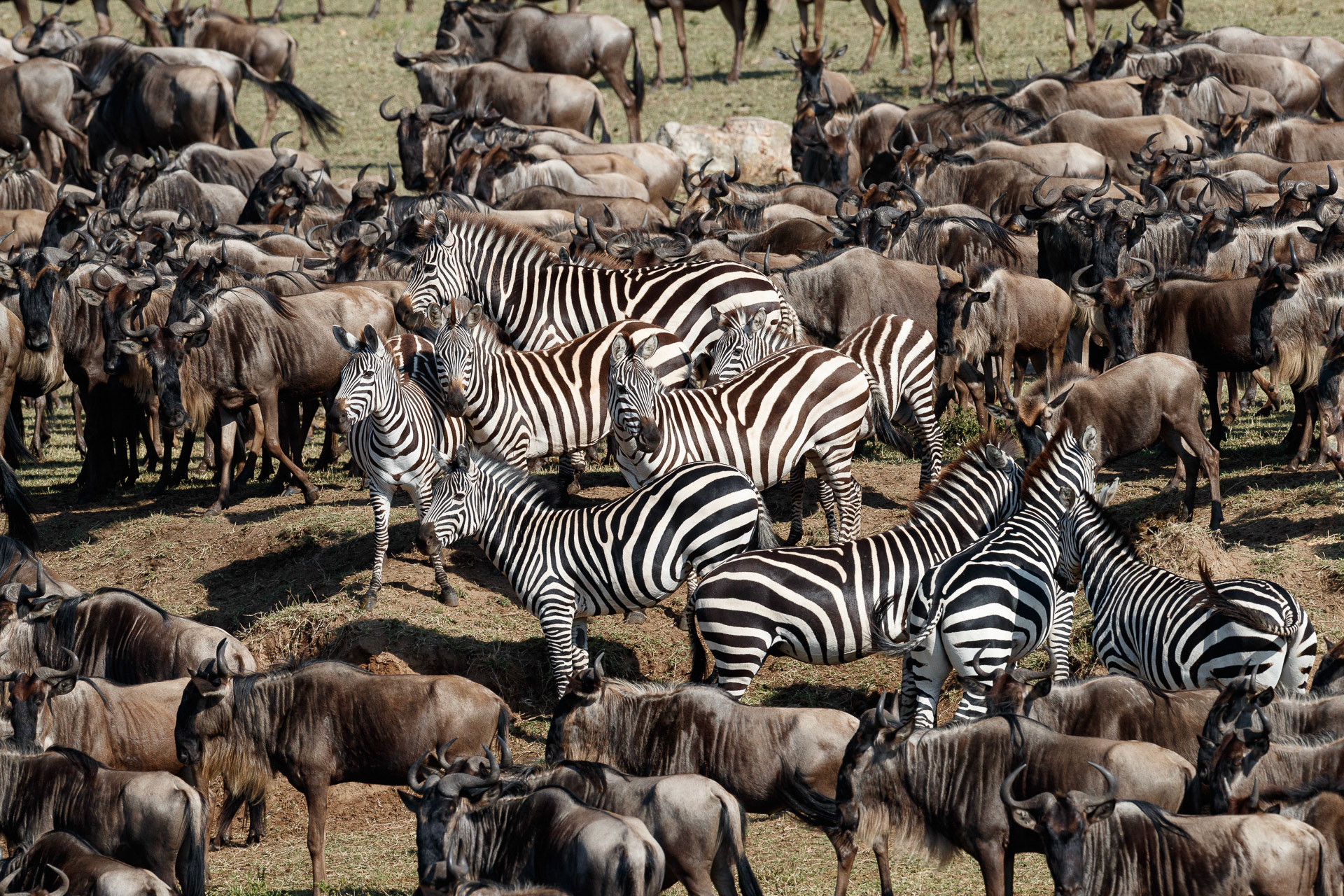 Wildebeest and Zebra - Mara River, Tanzania