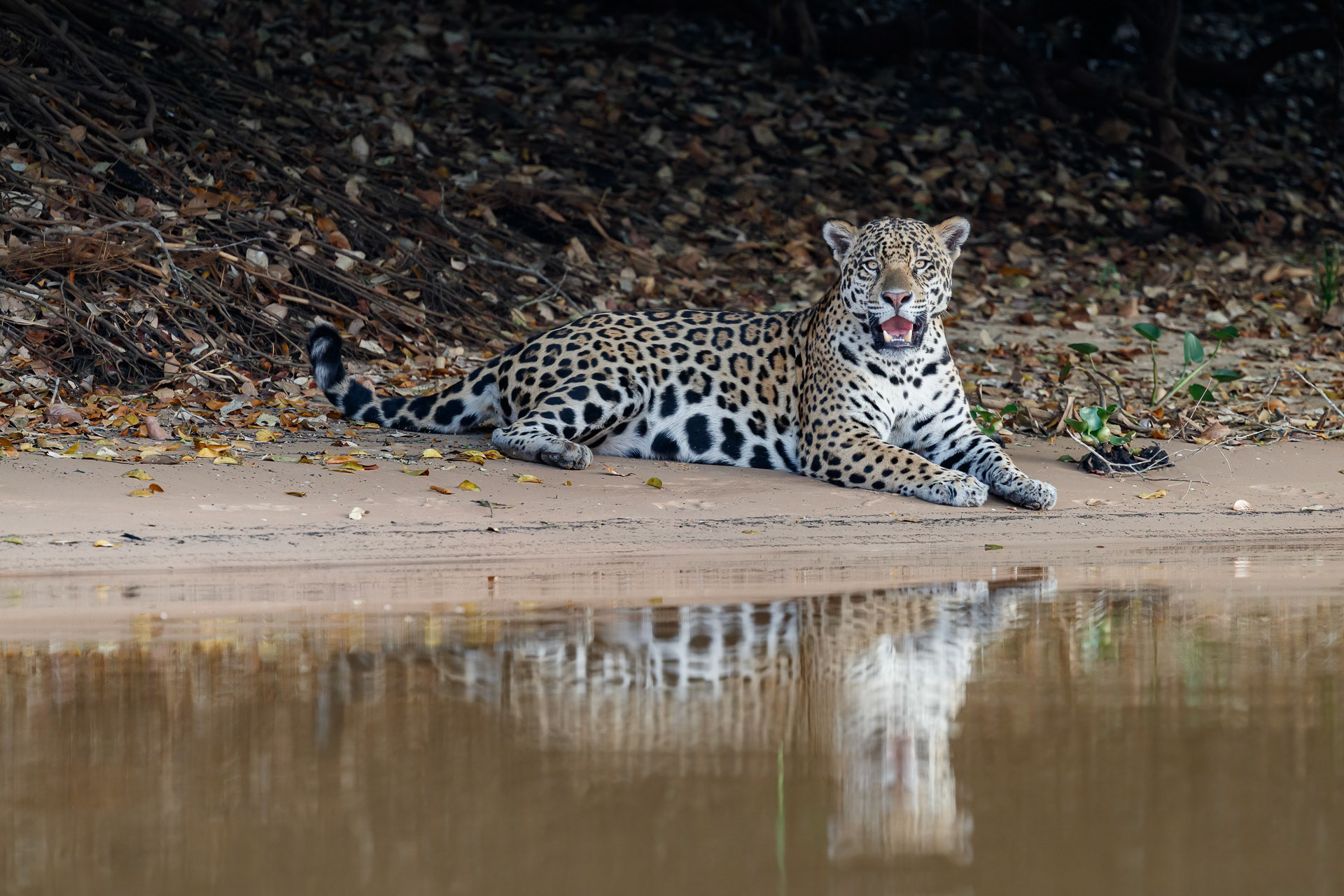 Jaguar - Cuiabá River, Pantanal, Brazil