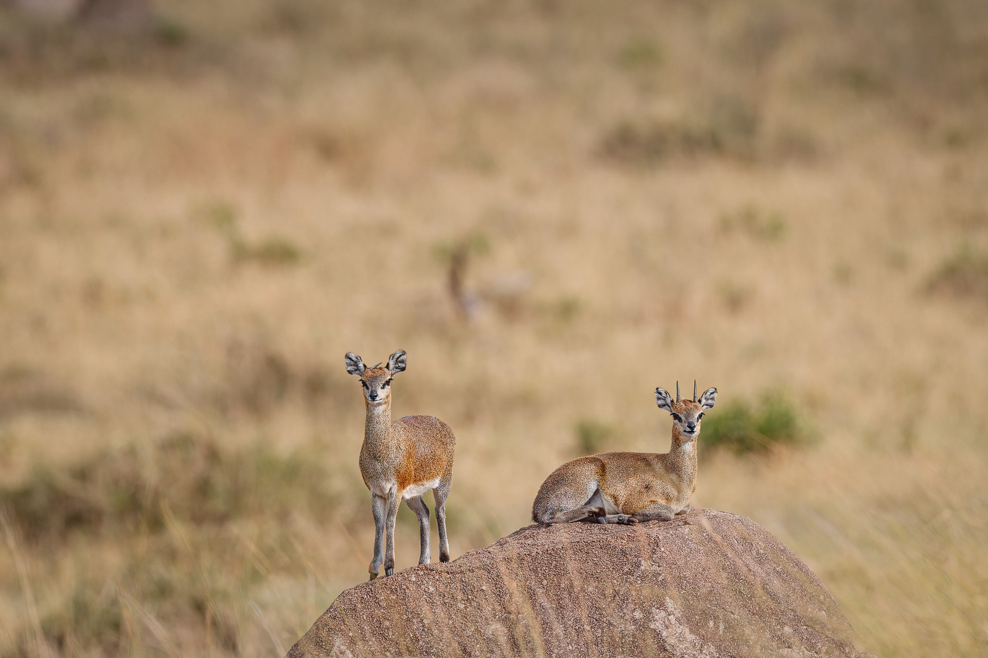 Klipspringers - Serengeti, Tanzania