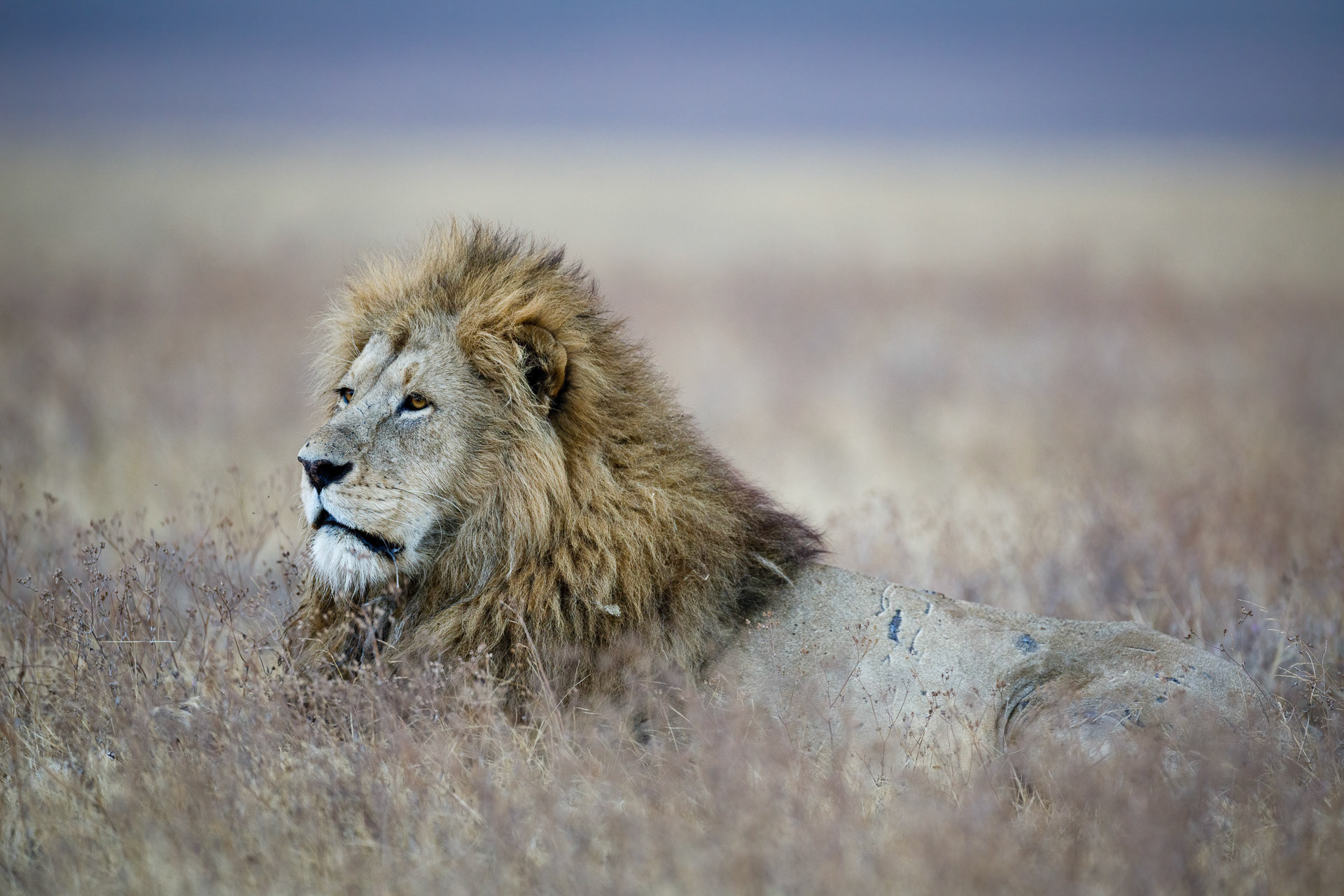 Lion - Ngorongoro Crater, Tanzania