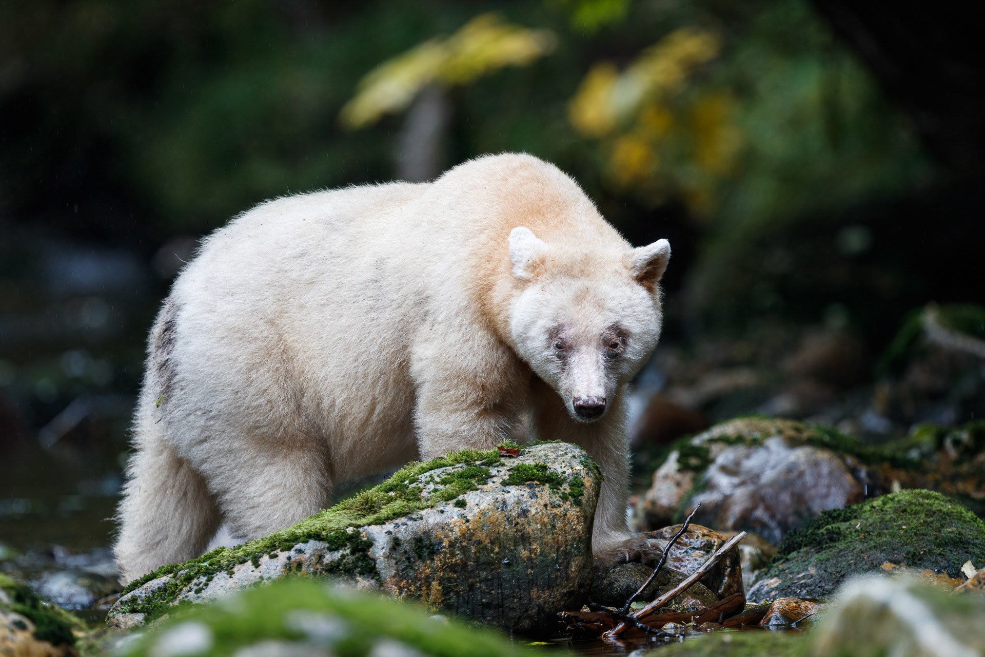 Spirit Bear - Great Bear Rainforest, Canada