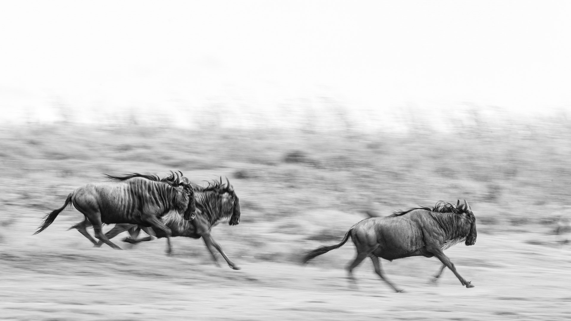 Wildebeest - Serengeti, Tanzania