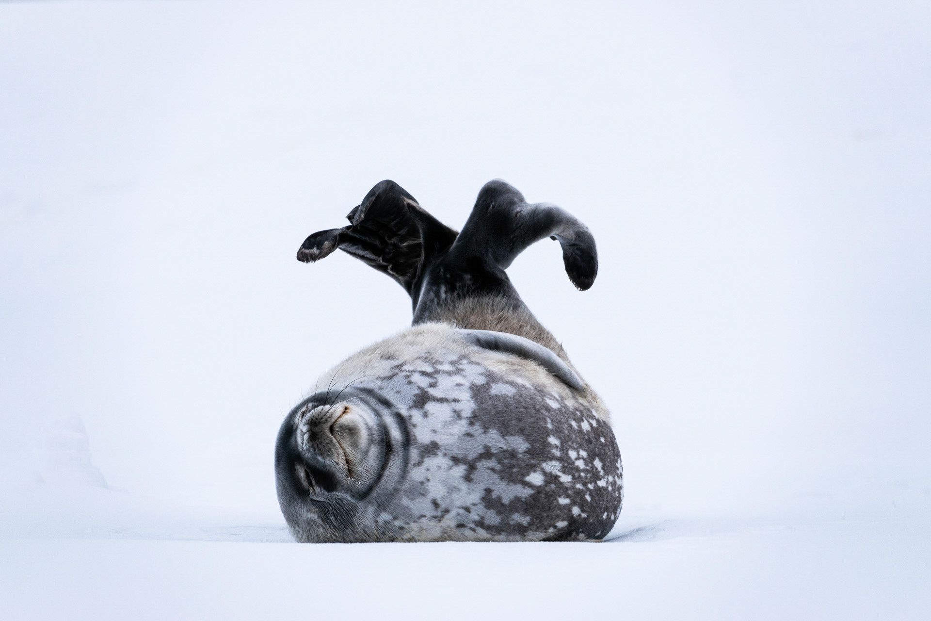 Weddell Seal - Near Brown Station, Northwest Antarctic Peninsula