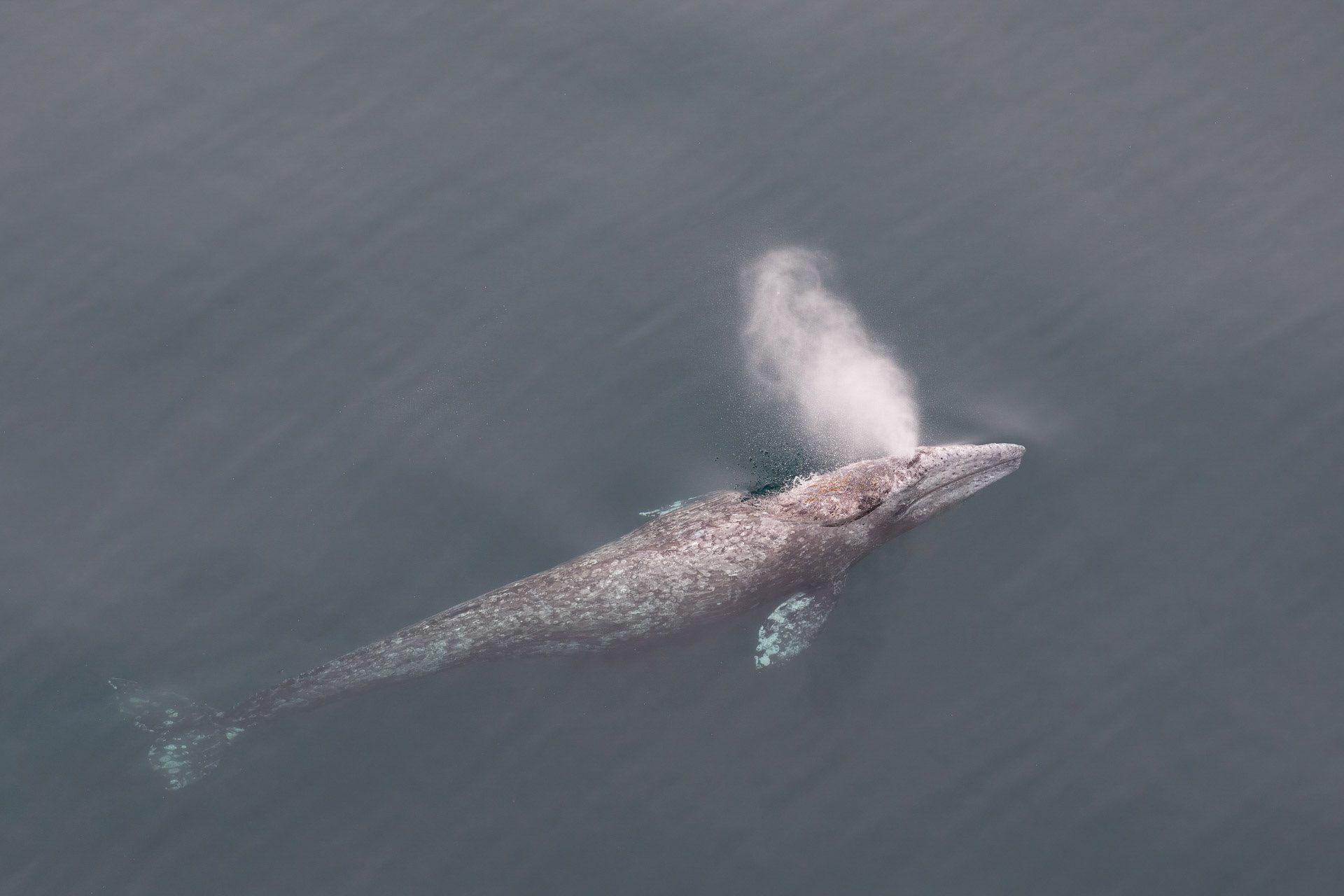 Grey Whale - Wrangel Island, Russia
