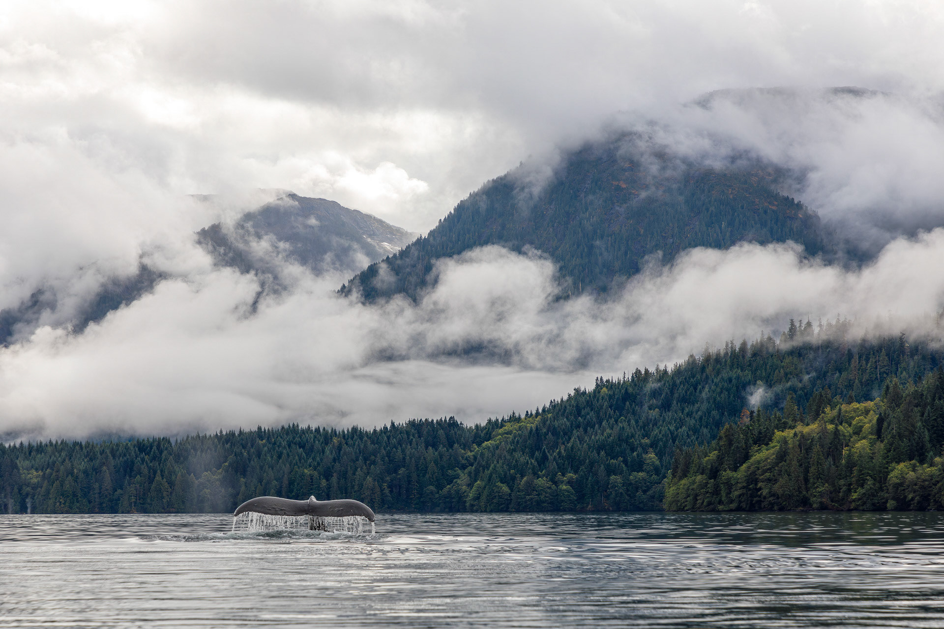 Humpback Whale - Great Bear Rainforest, Canada